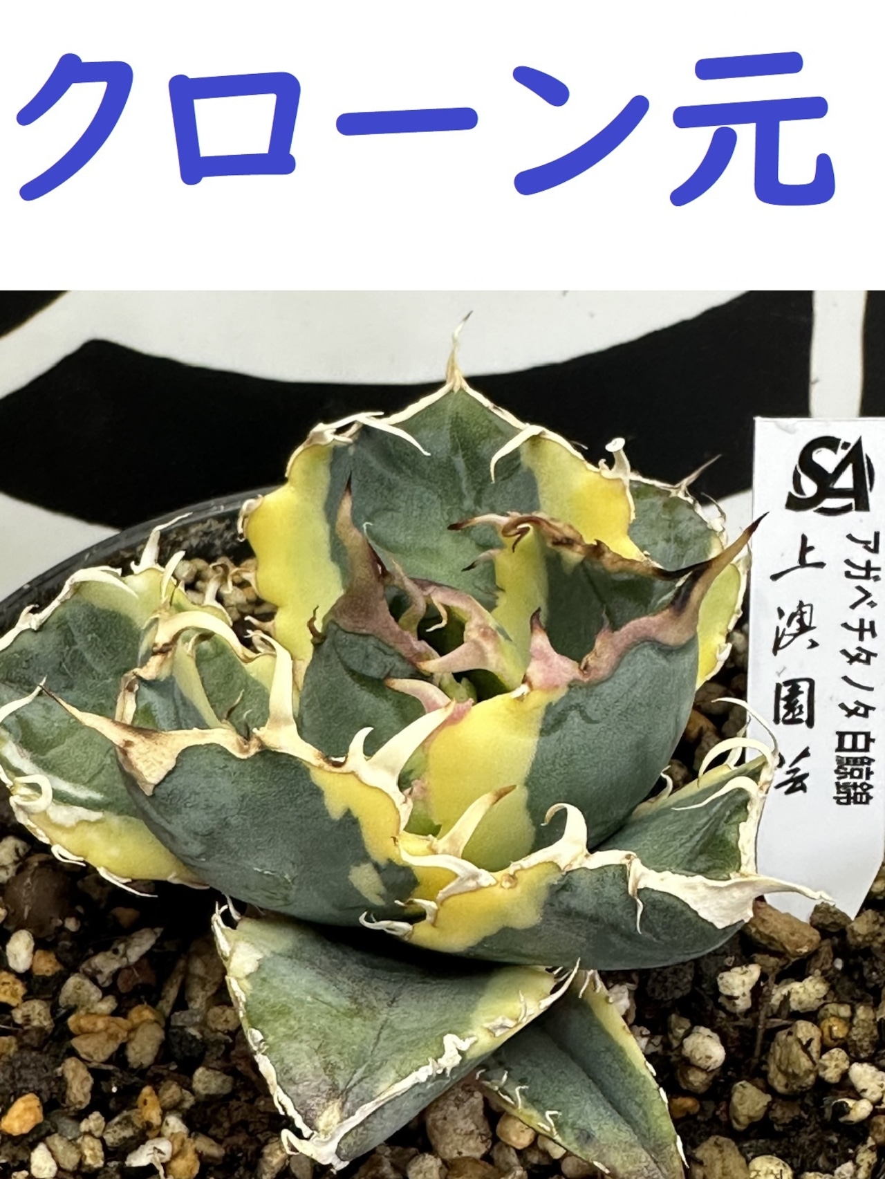 錦フェア【速達】特選 特大 アガベ チタノタ 白鯨錦 覆輪斑【TC】 称し 