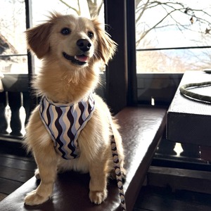 ドッグハーネス Sky