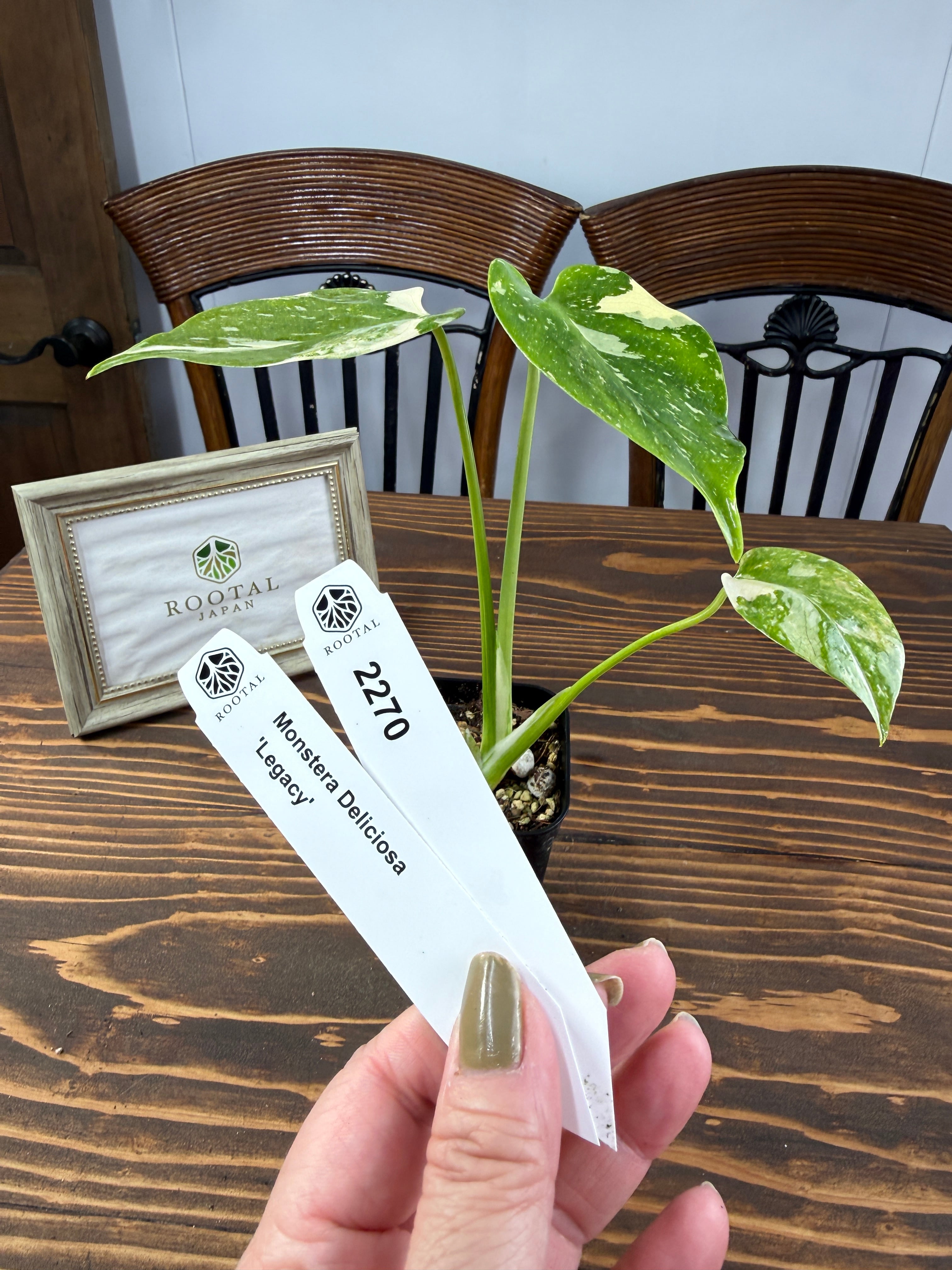 モンステラ | ROOTALPLANTS