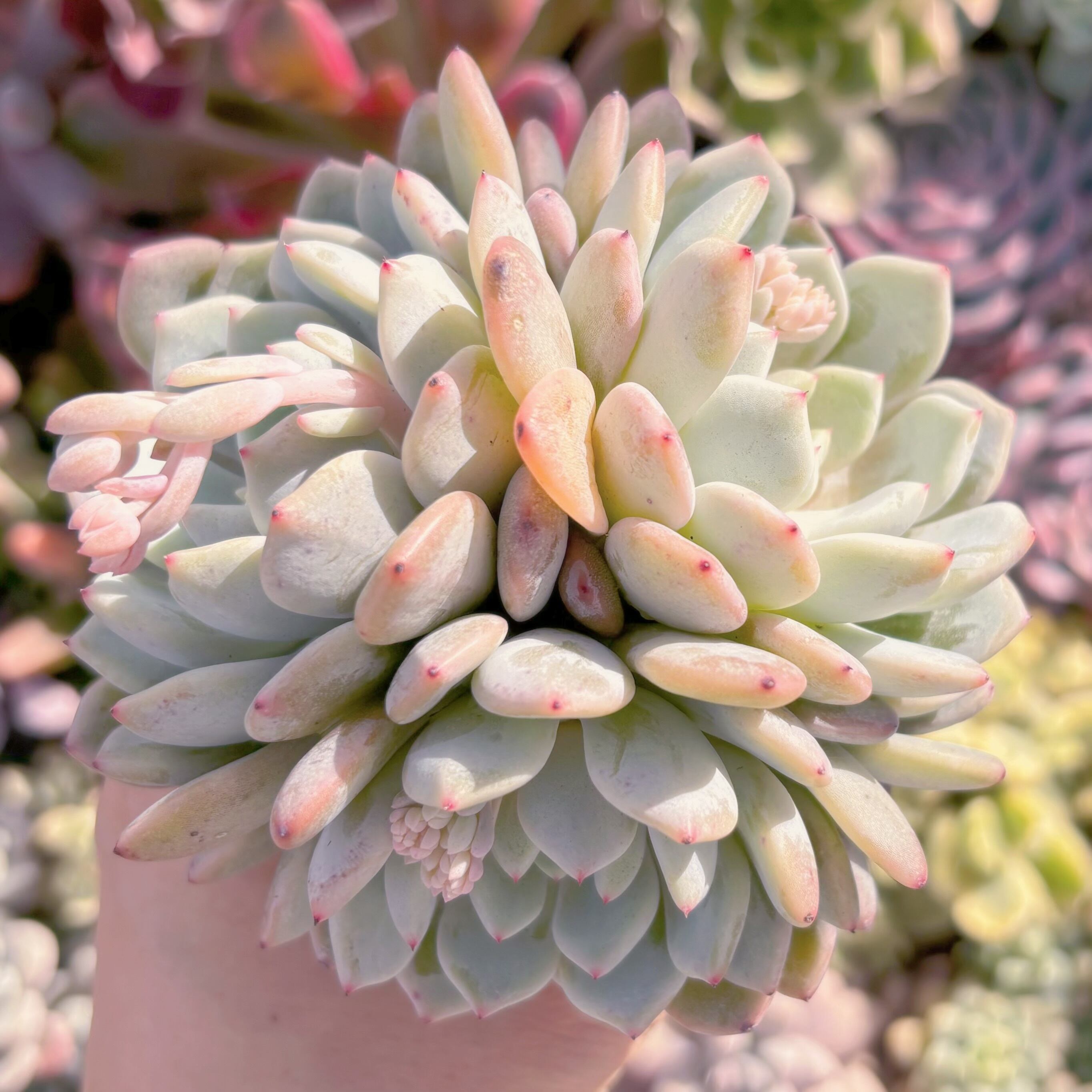 多肉植物　雪爪　群生　新入荷　るる農園