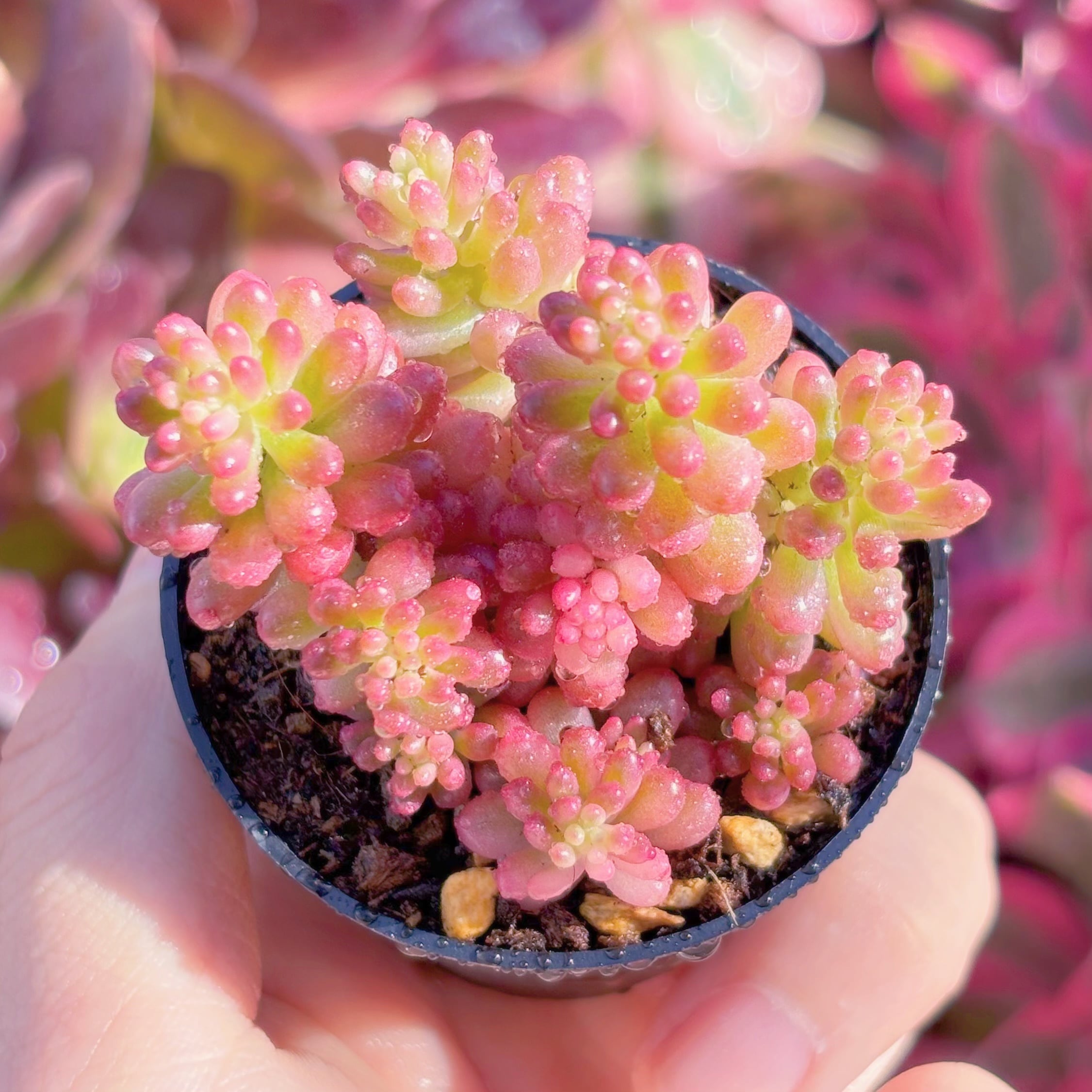 多肉植物　レッドベリー錦　新入荷　るる農園