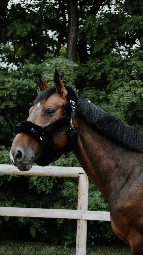 EQUITHÈME Snuggy エキテーム 無口［お届け目安：2〜3週間］