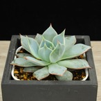 カトルス×クスピダータサンロベルト（実生）03