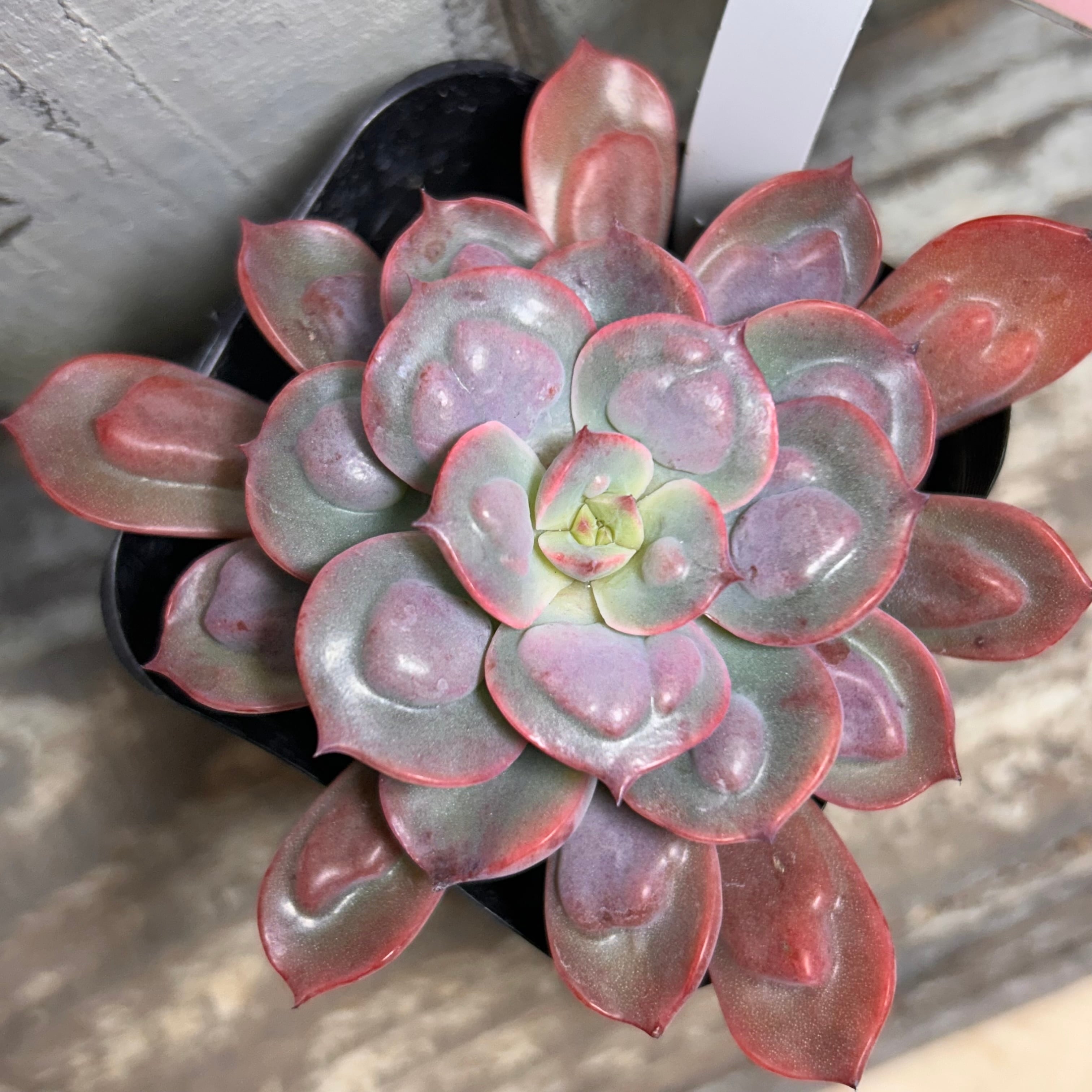 多肉植物 韓国苗 小人の祭り錦 ③ アエオニウム 小人の祭り錦 韓国苗 | RuPo 多肉植物専門店