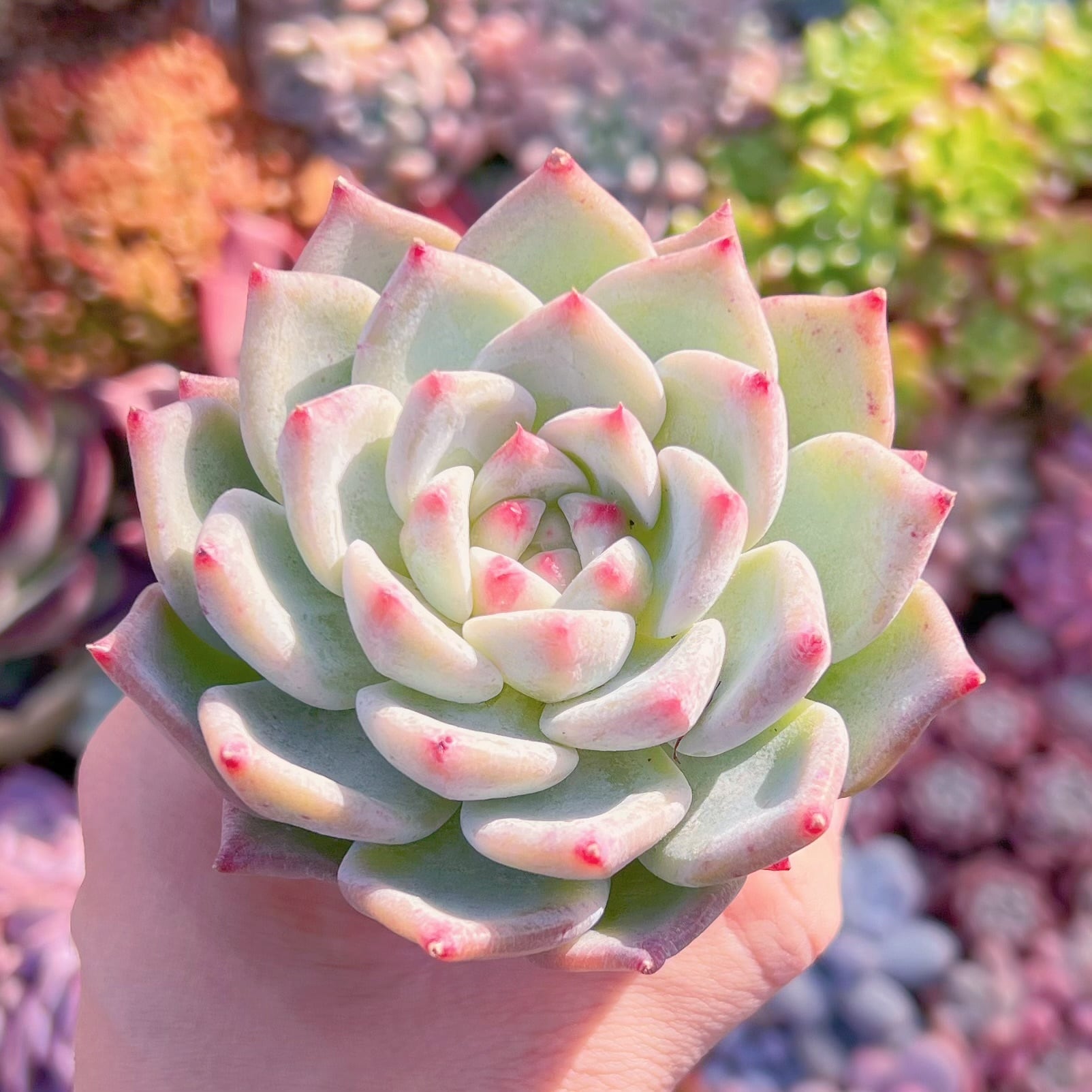 丸葉ホワイトチェリー 多肉植物 丸葉ホワイトチェリー 多肉植物 丸葉ホワイトチェリー 多肉植物 多肉