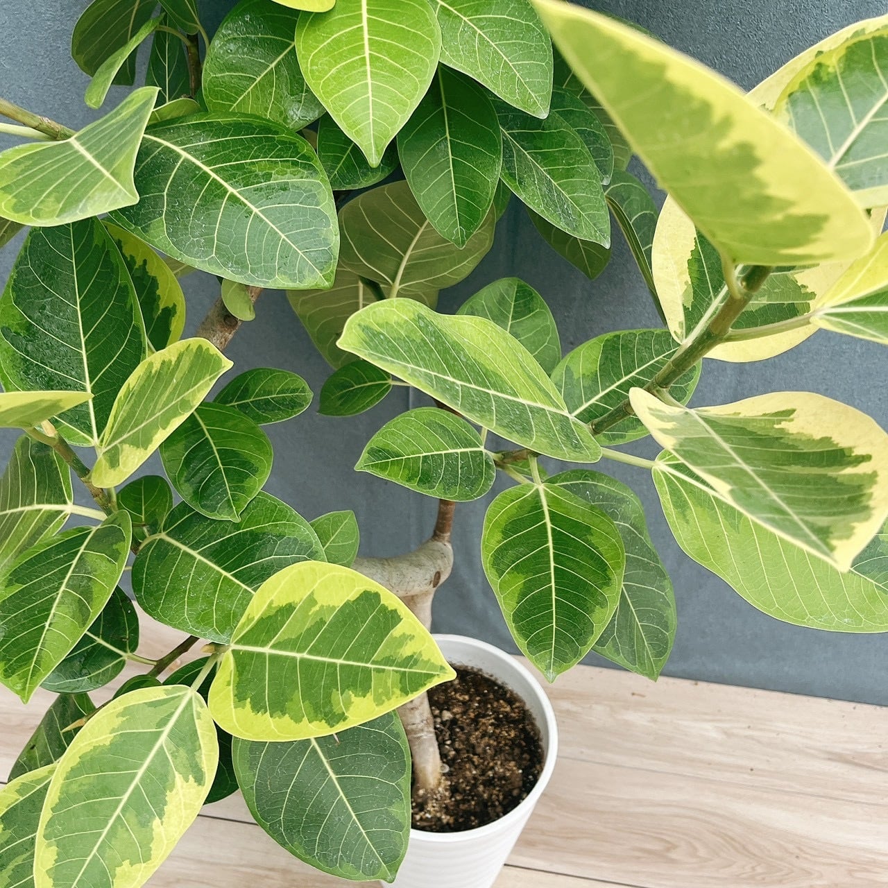 現品］4番 フィカス アルテシマ 10号 観葉植物 室内 大型 特大 ゴムの
