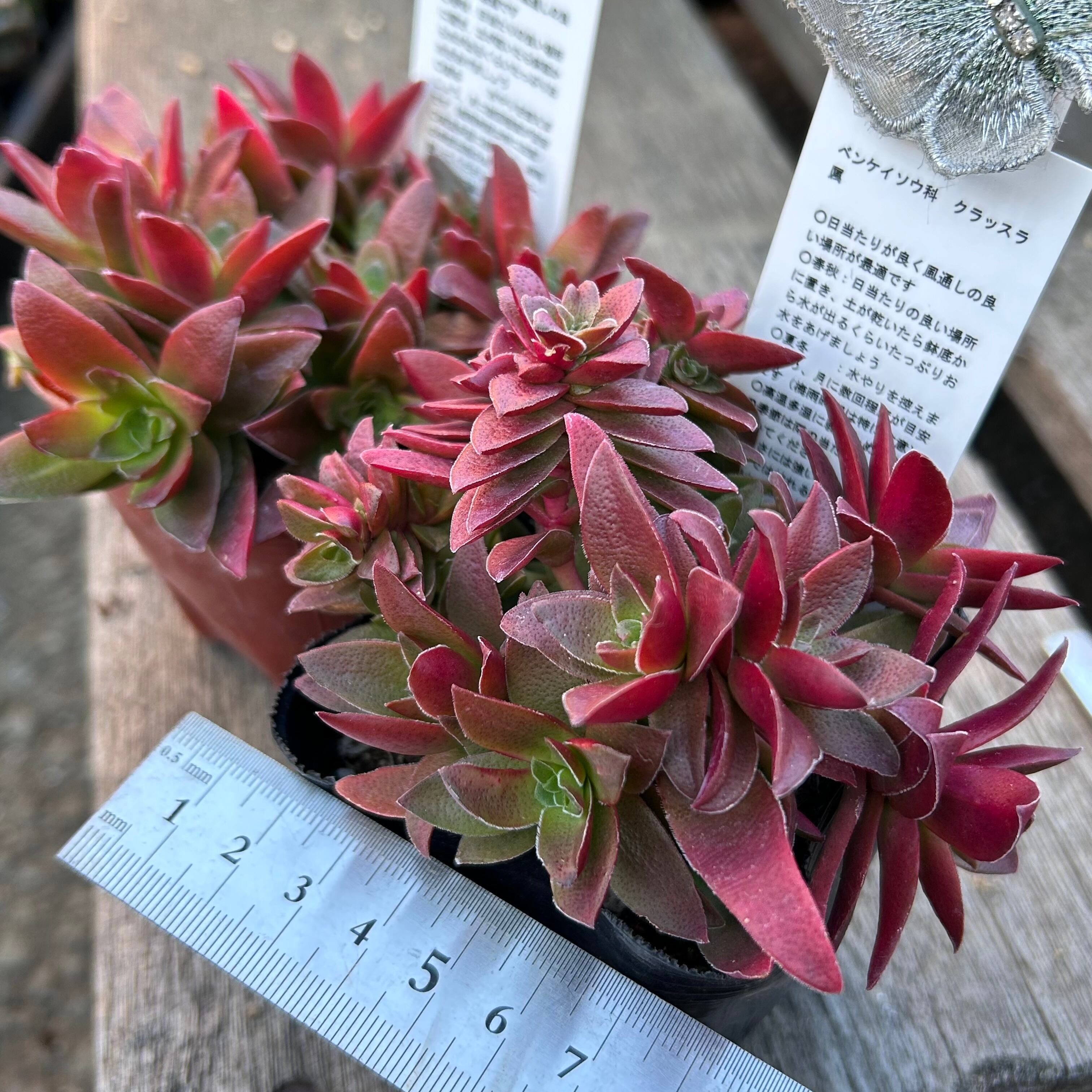 紅葉祭り群生 | RuPo 多肉植物専門店