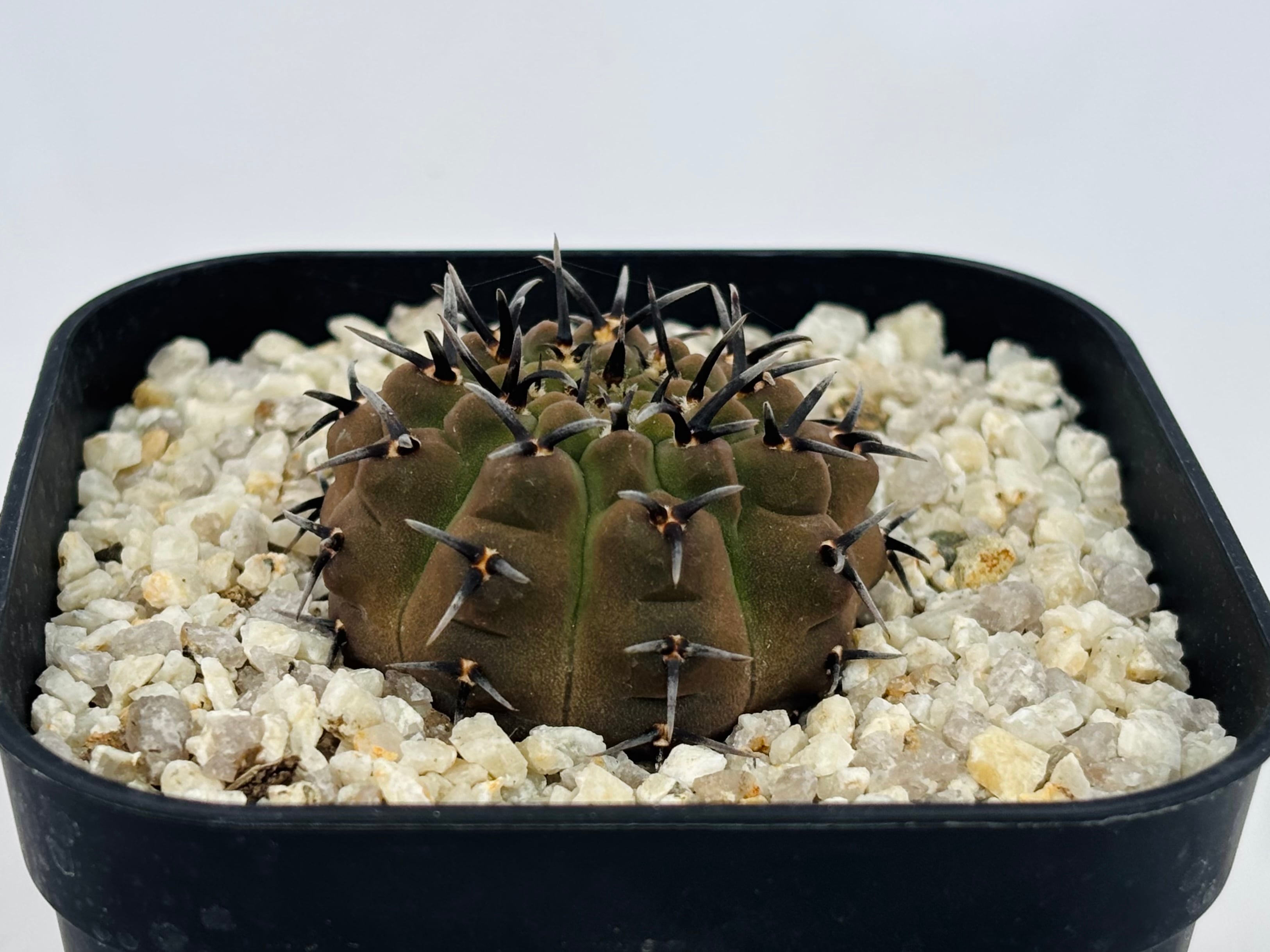 Gymnocalycium asterium ギムノカリキウム 黒刺鳳頭 サボテン | plants