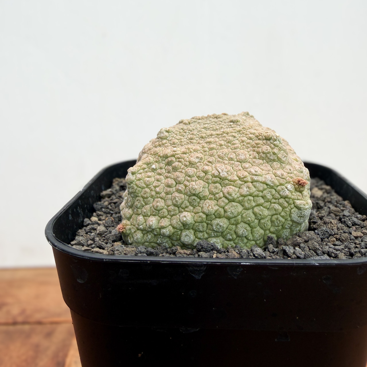 Pseudolithos cubiformis【プセウドリトス・クビフォルミス】