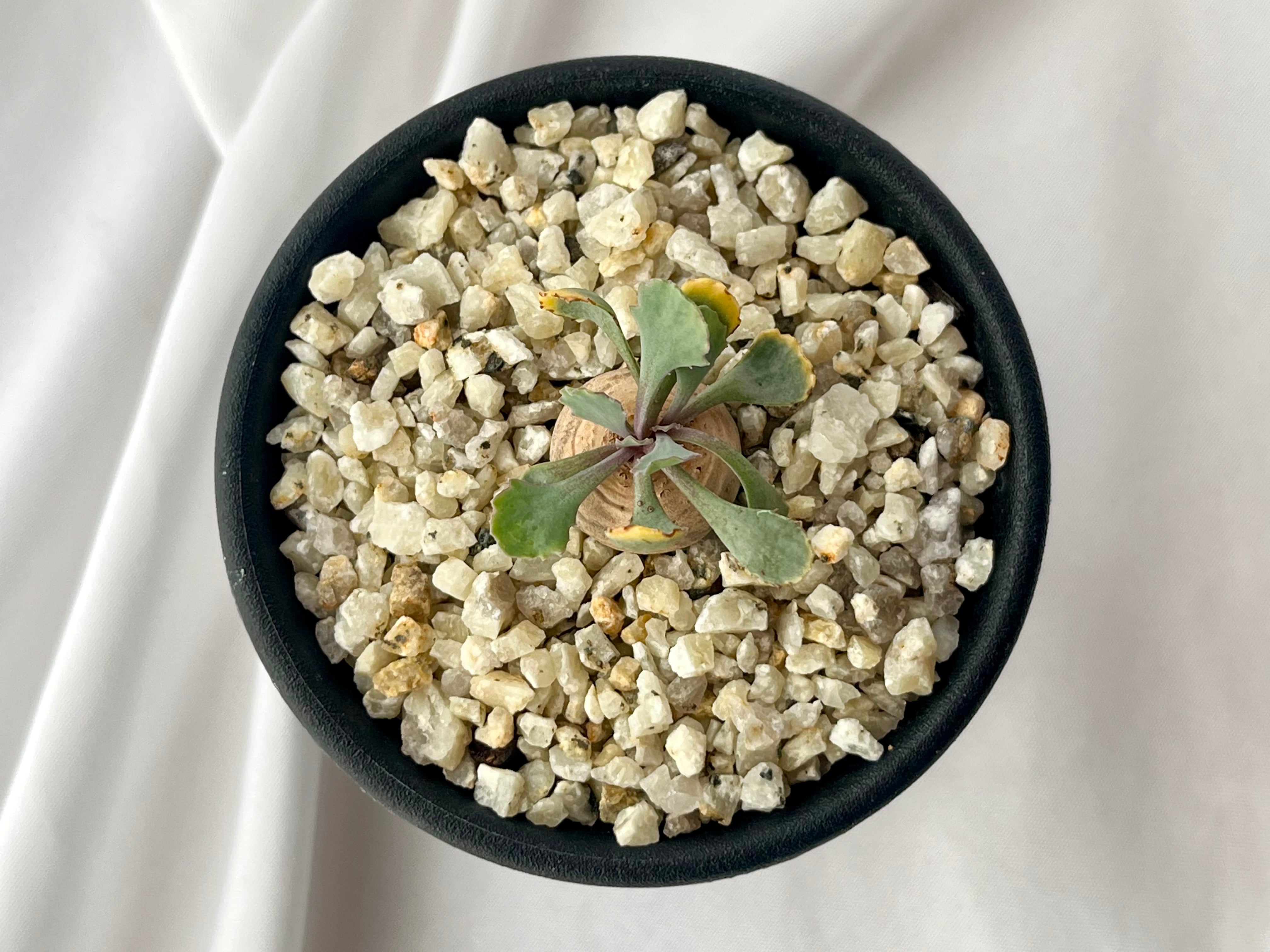 Othonna cacalioides オトンナ カカリオイデス 塊根植物 Othonna cacalioides オトンナ カカリオイデス 塊根植物