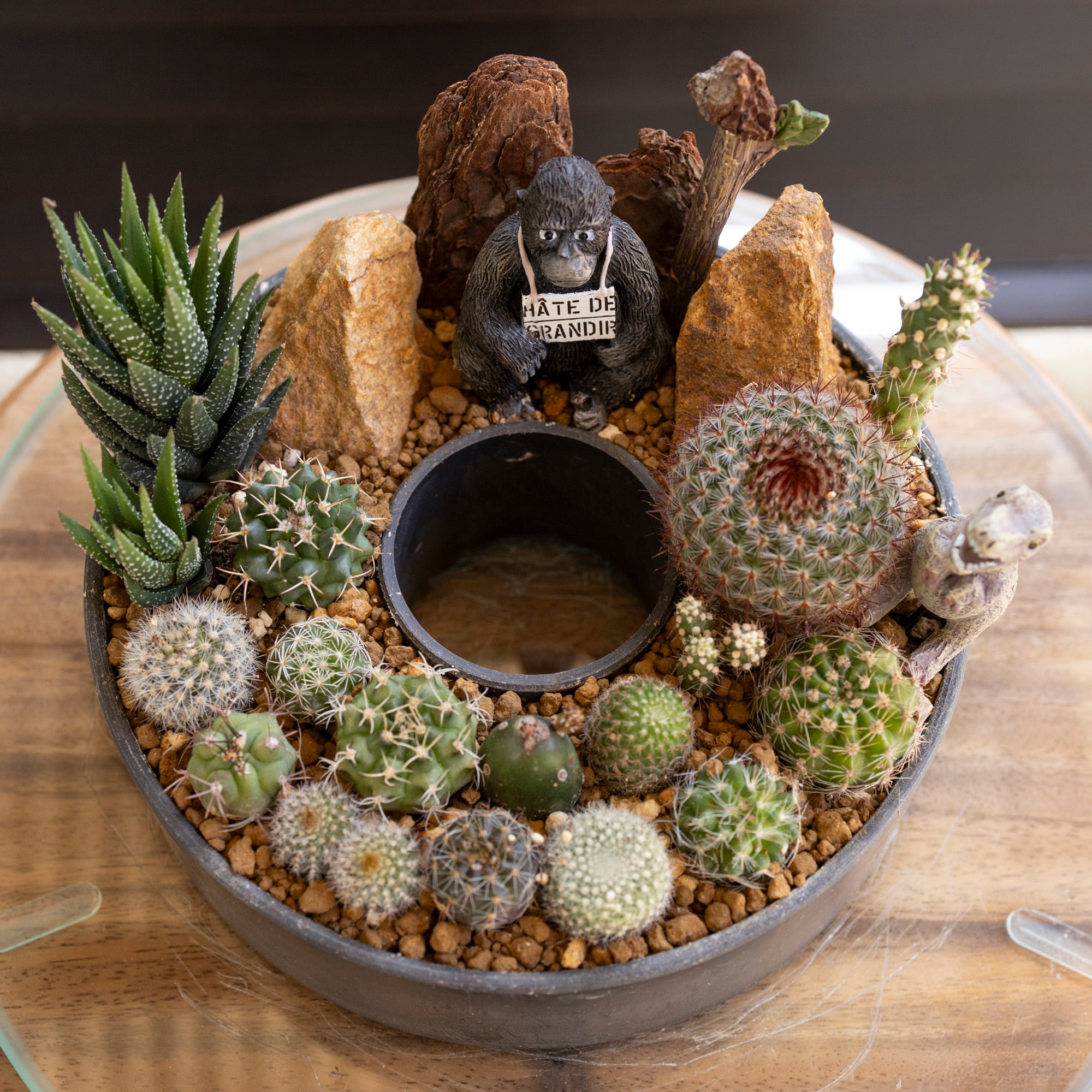 サボテン リース 寄せ植え 箱庭 多肉植物 ミニ 観葉植物 プレゼント