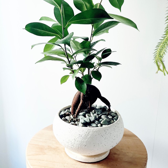多幸の木　ガジュマル 陶器鉢仕立て 観葉植物 calm cafe