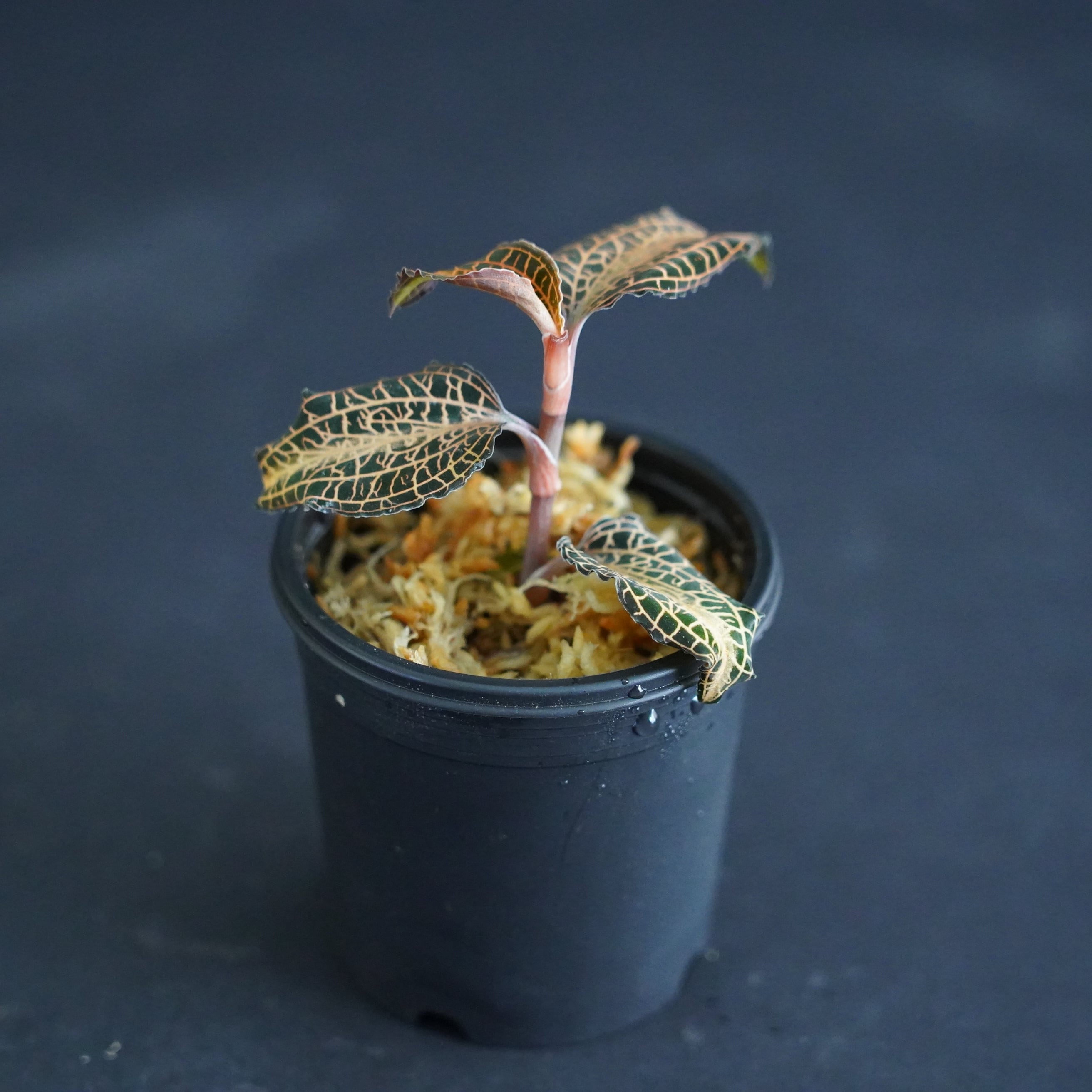 ◇現品◇アネクトキルス sp. 太脈type【ジュエルオーキッド宝石蘭