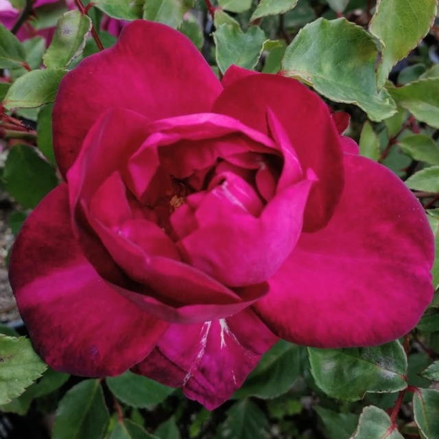 プリンセス ド サガン