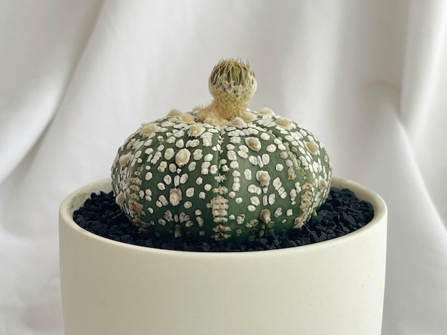 Astrophytum　asterias　兜丸　サボテン　スーパー兜