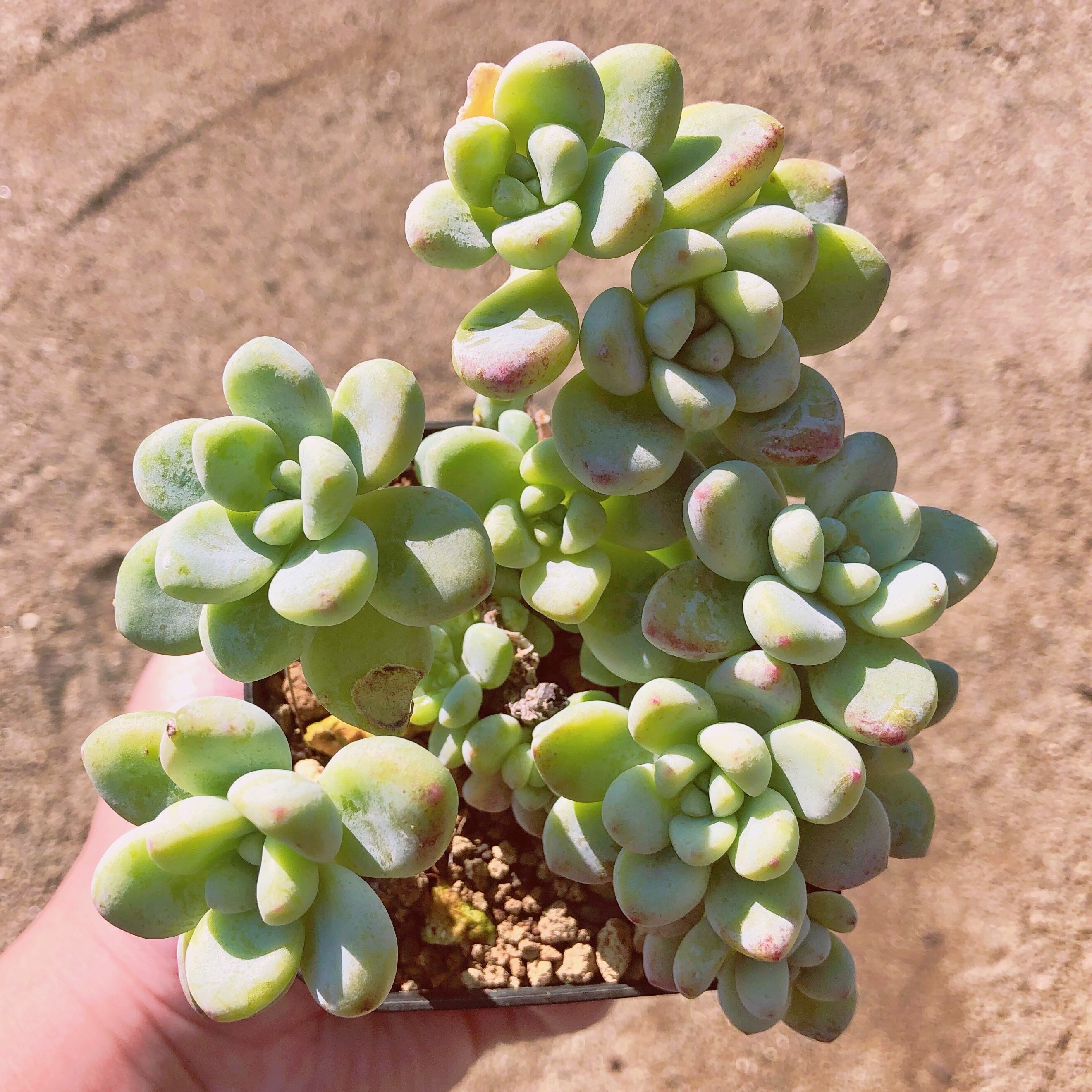 多肉植物　ラウル　群生　抜き苗　