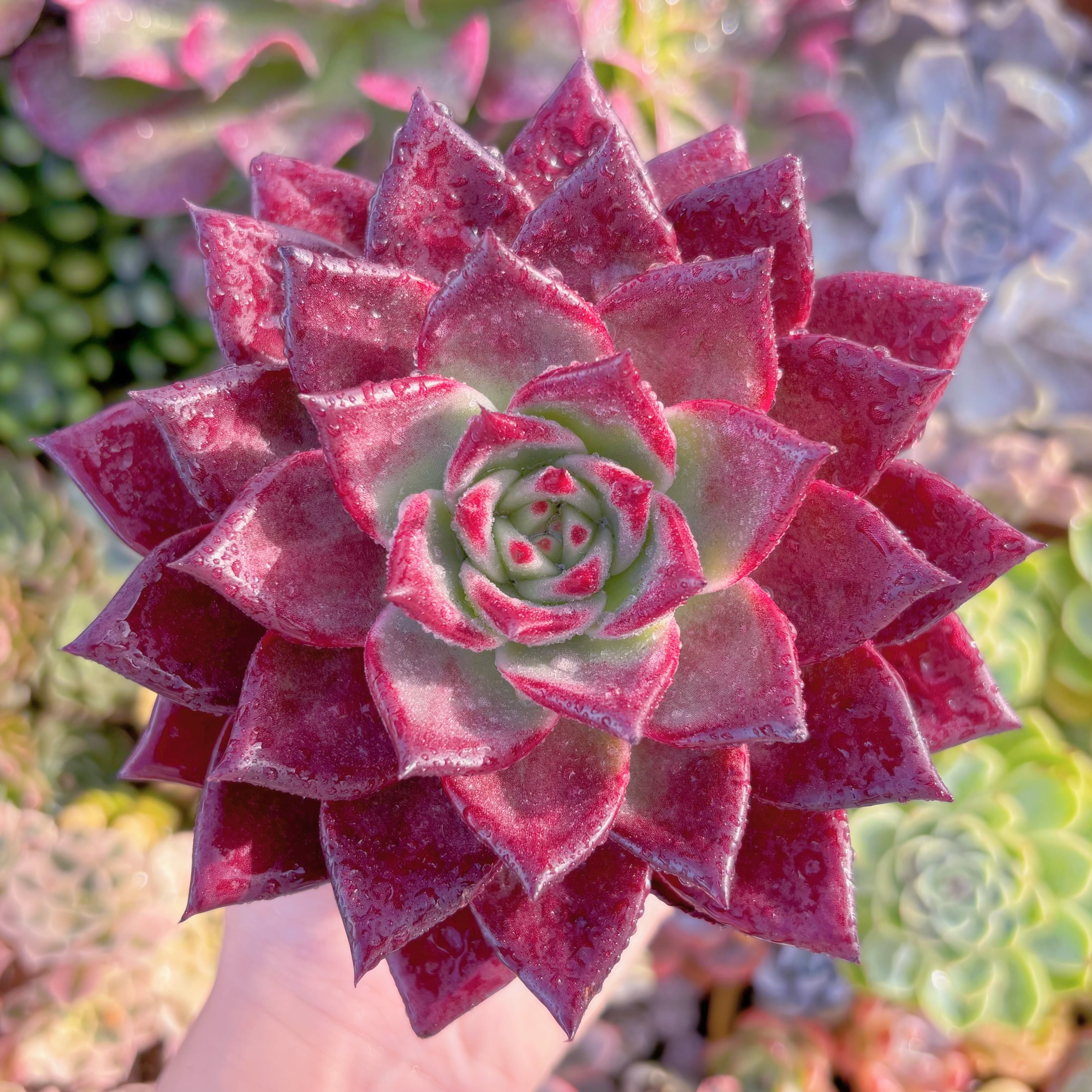 現品　ロメオルビン#B17　超美苗　るる農園