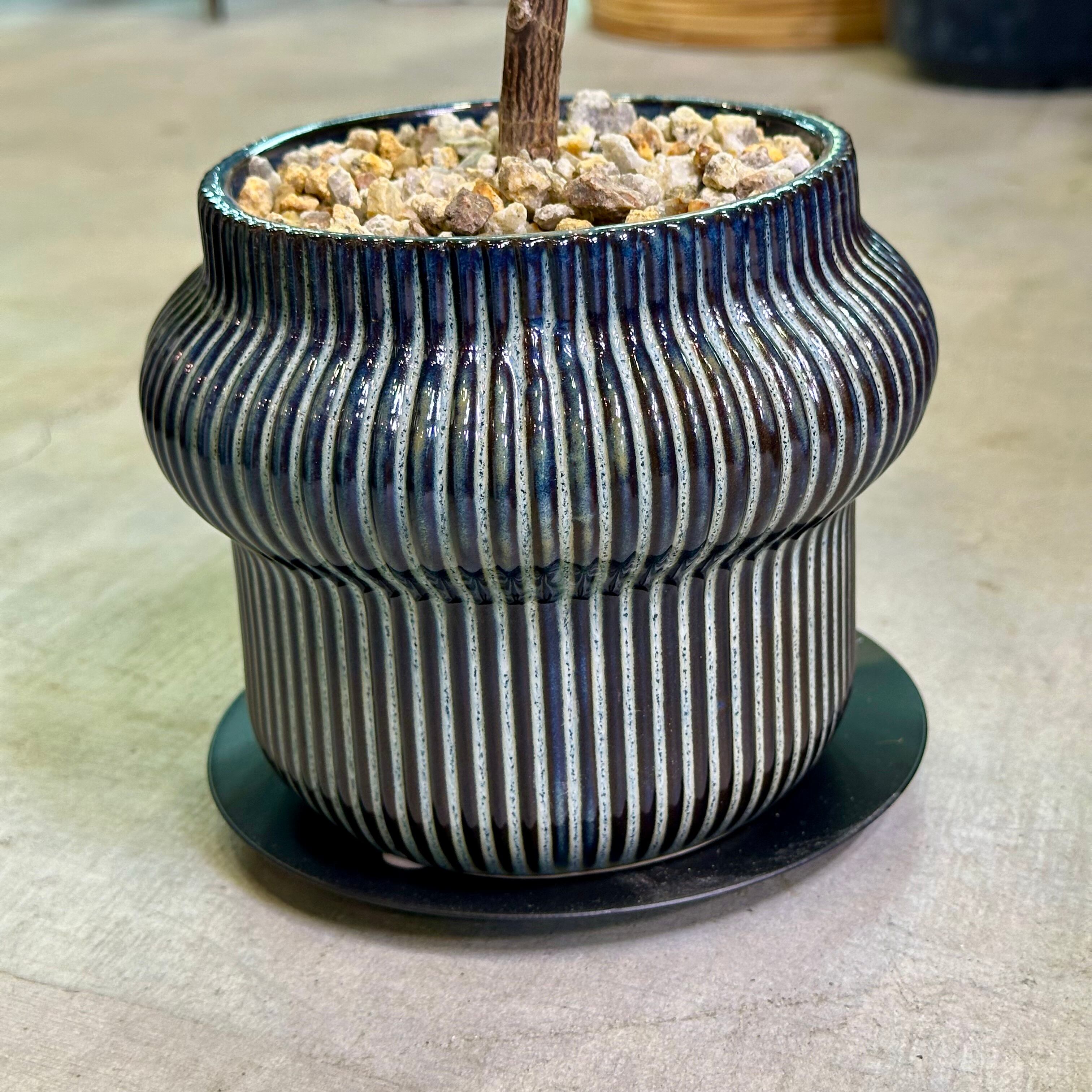 フィカス・エラスティカ | barrelplants_BONSAI