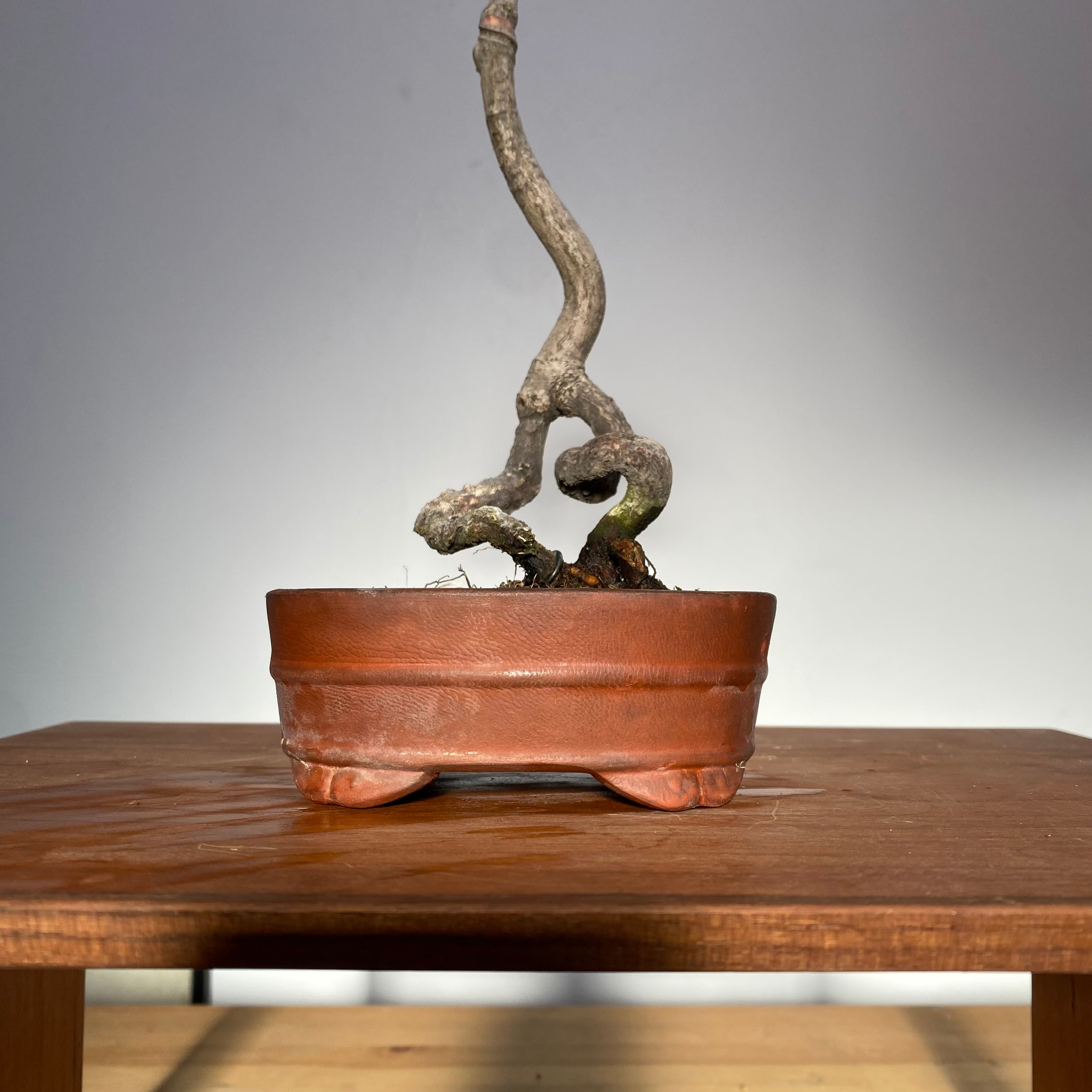 コハウチワカエデのミニ盆栽｜高さ 約32cm | BONSAI Labo ウエブショップ