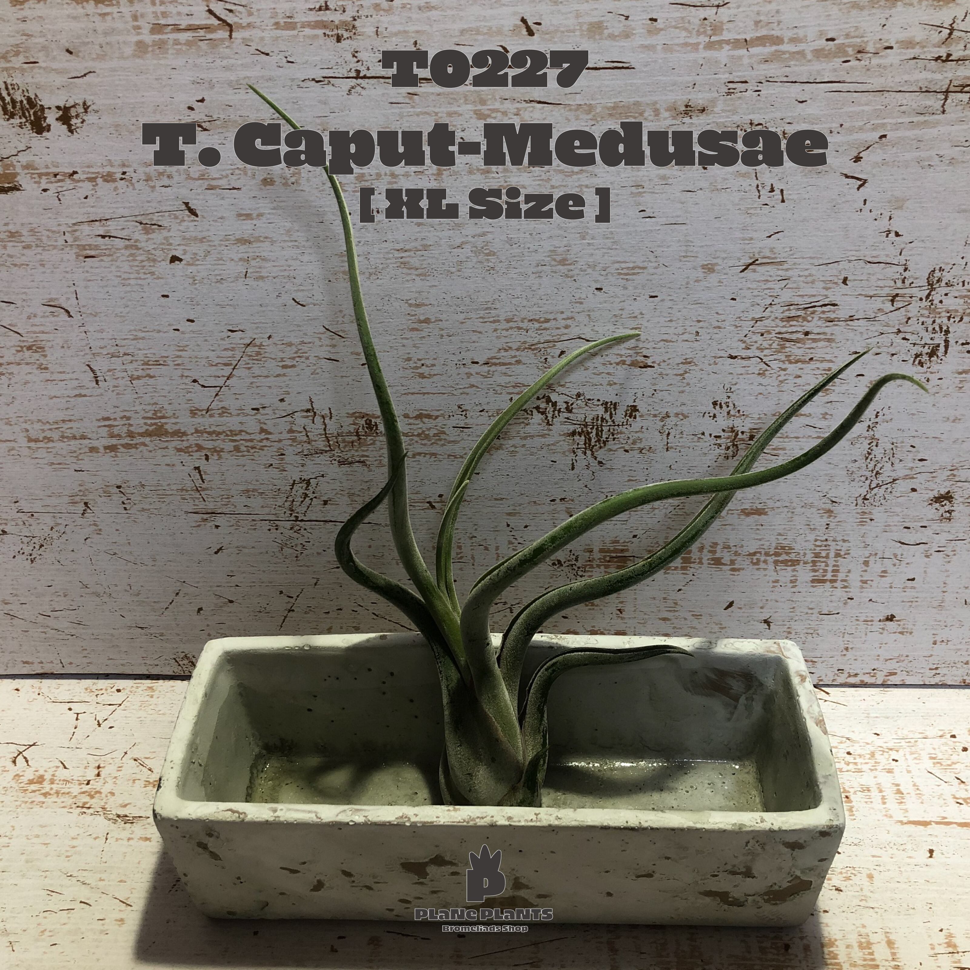 【送料無料】カプトメデューサエXL〔エアプランツ〕現品発送T0227
