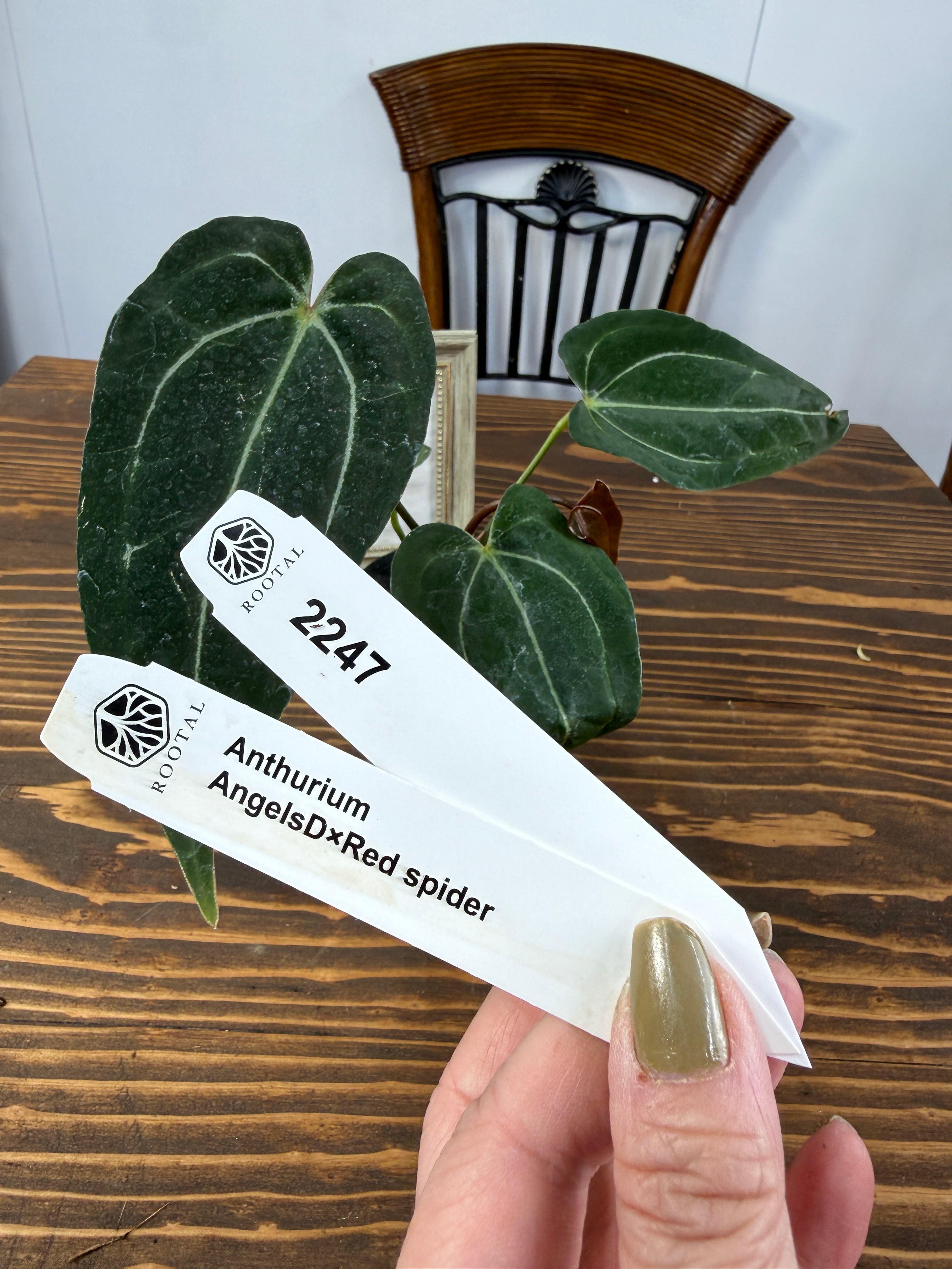 アンスリウム | ROOTALPLANTS