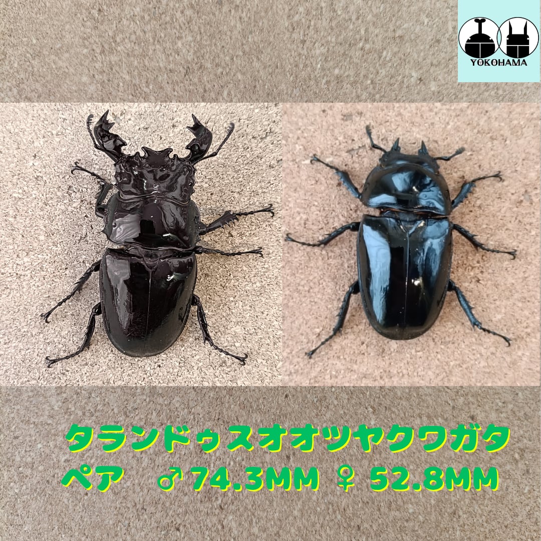 タランドゥスオオツヤクワガタ | ペア タランドゥス タランドゥスオオ