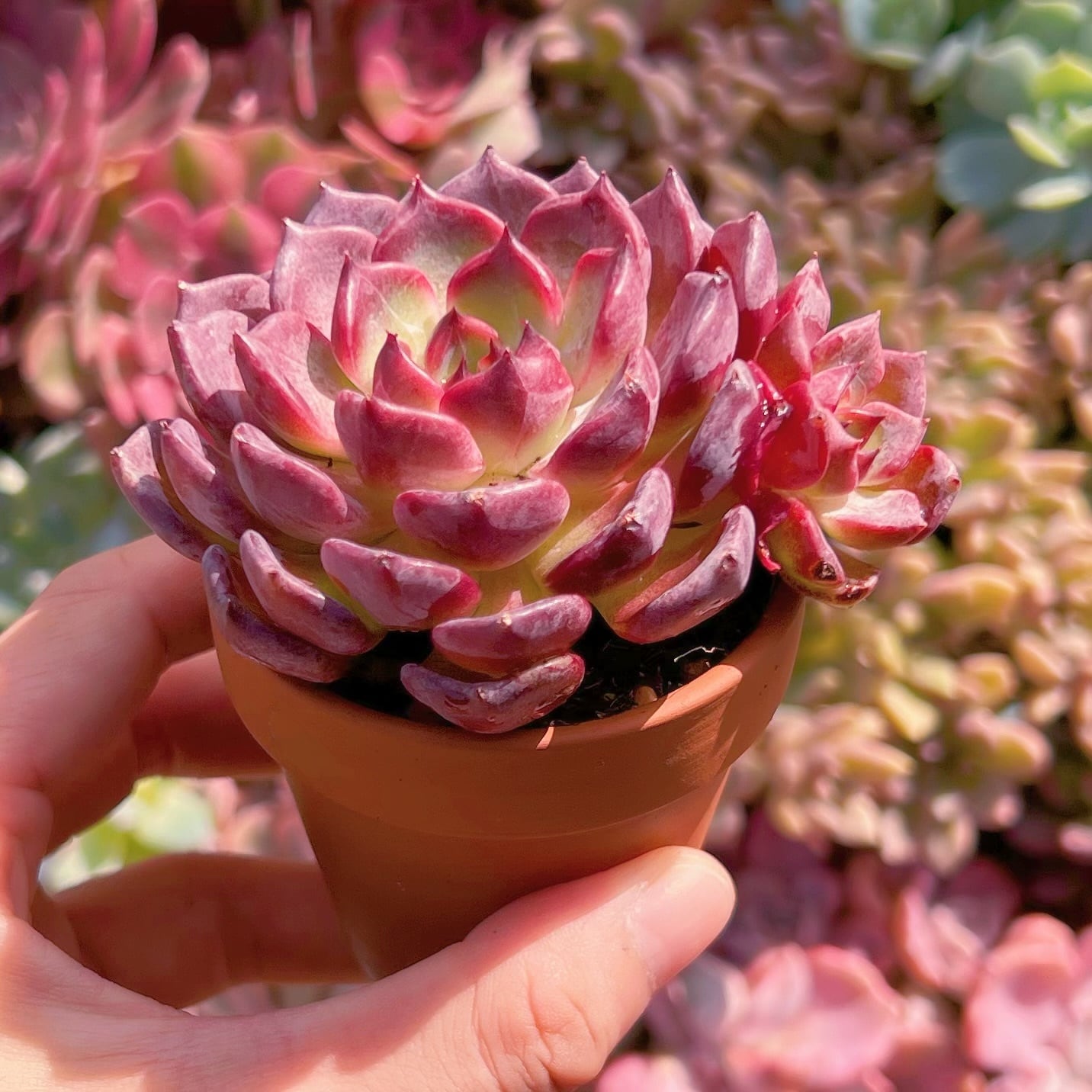 【珍品】多肉植物 硫黄団扇 赤い妖 珍品】多肉植物 硫黄団扇 赤い妖 珍品】多肉植物 硫黄団扇 赤い妖