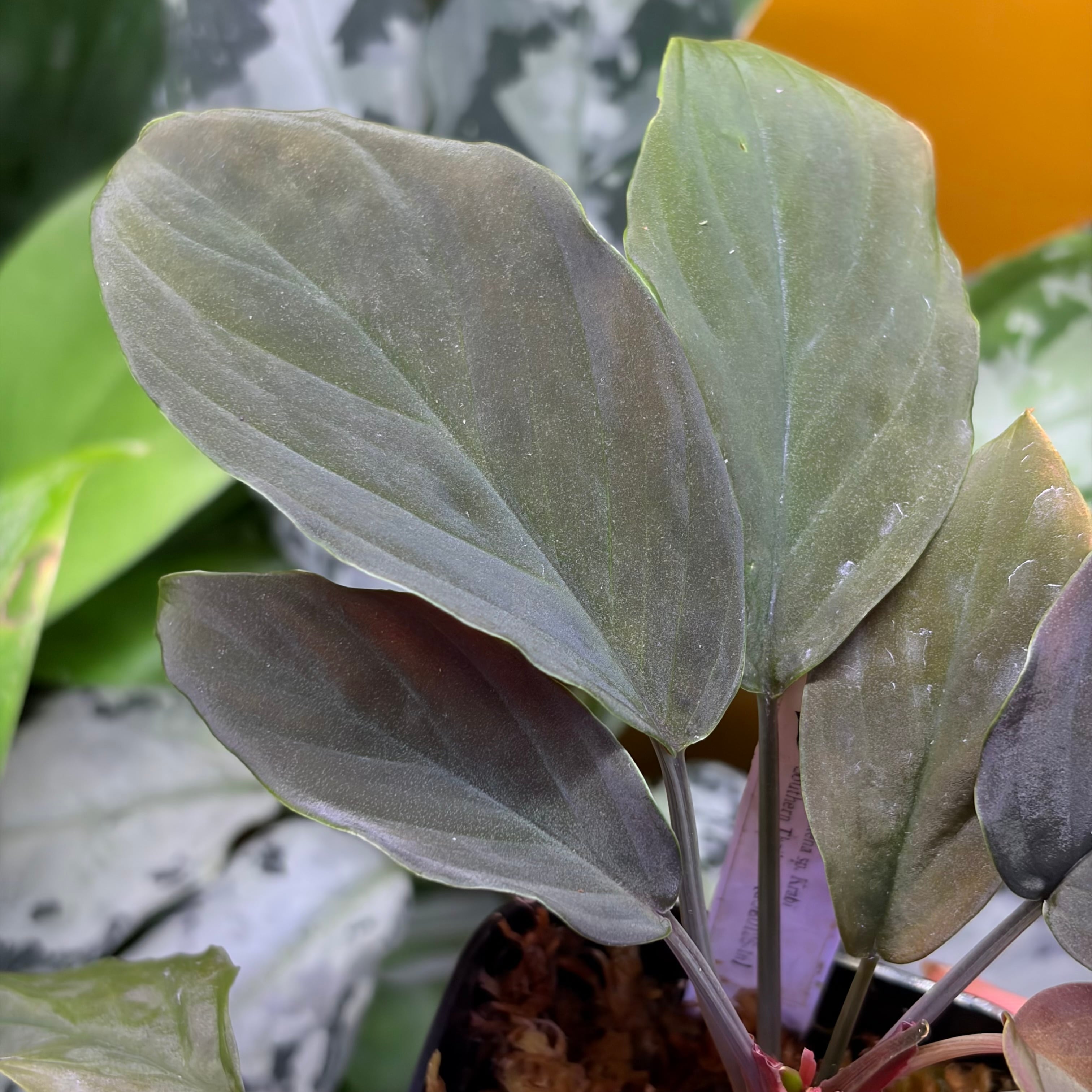 Aglaonema sp. Krabi 【ZOE0626-04t】　アグラオネマ Aglaonema sp. Krabi 【ZOE0626-04t】 アグラオネマ | 熱帯雨林植物