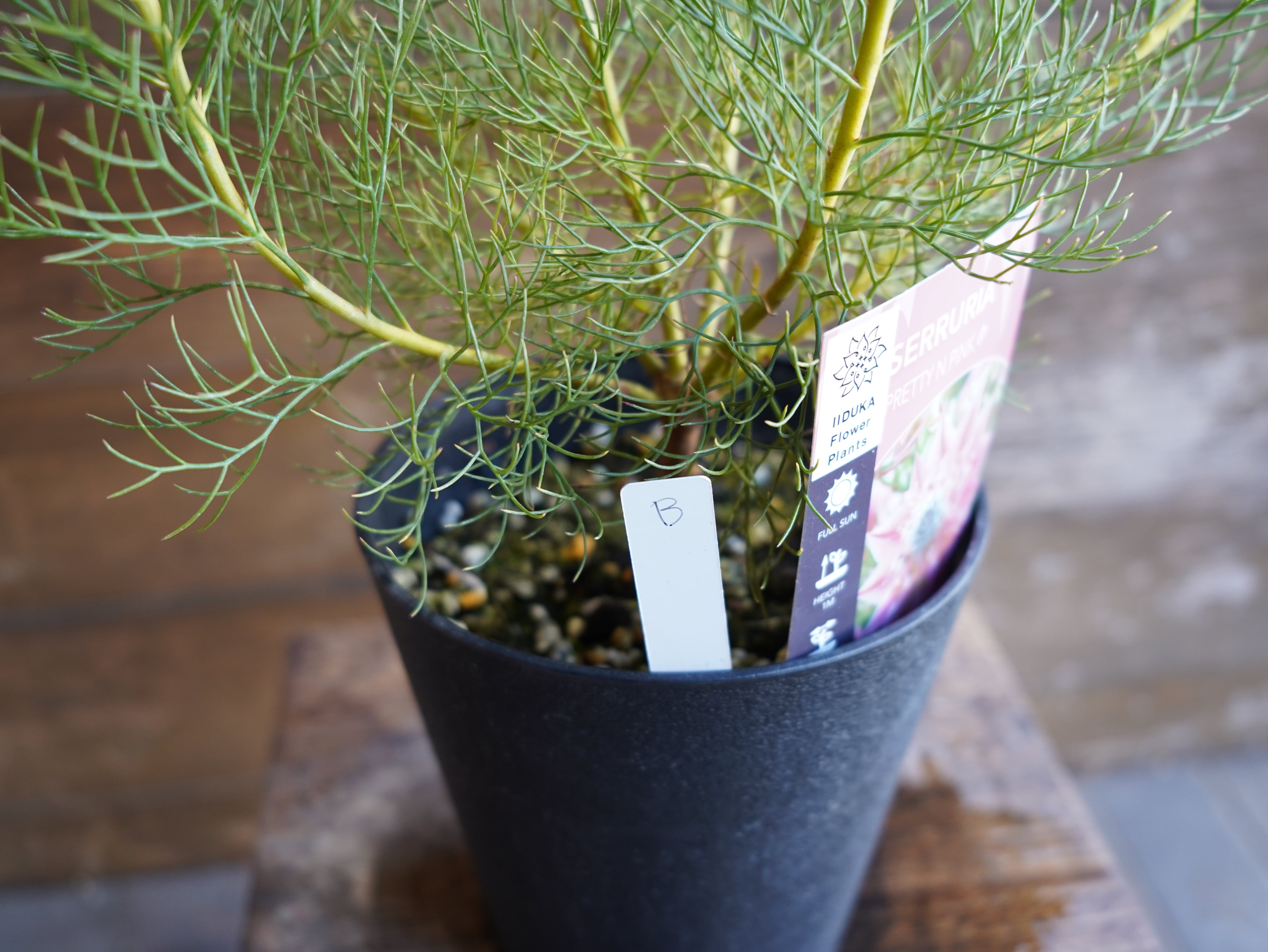 【現物】セルリア ”プリティピンク” B