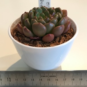 多肉植物 グラプトベリア ピンクルルビー Graptoveria 'Bashful'  No.1