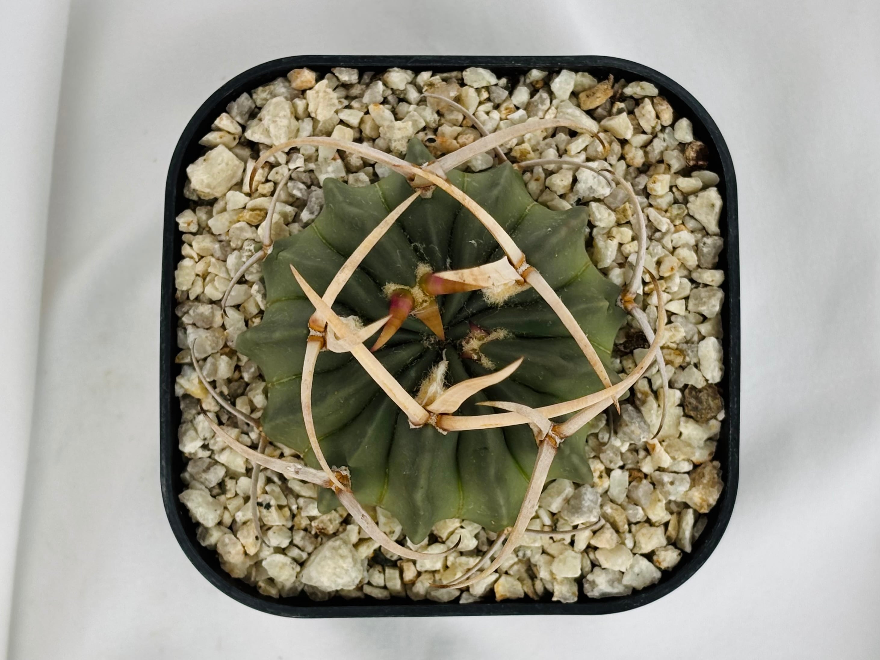 Echinofossulocactus coptonogonus エキノフォスロカクタス 竜剣丸