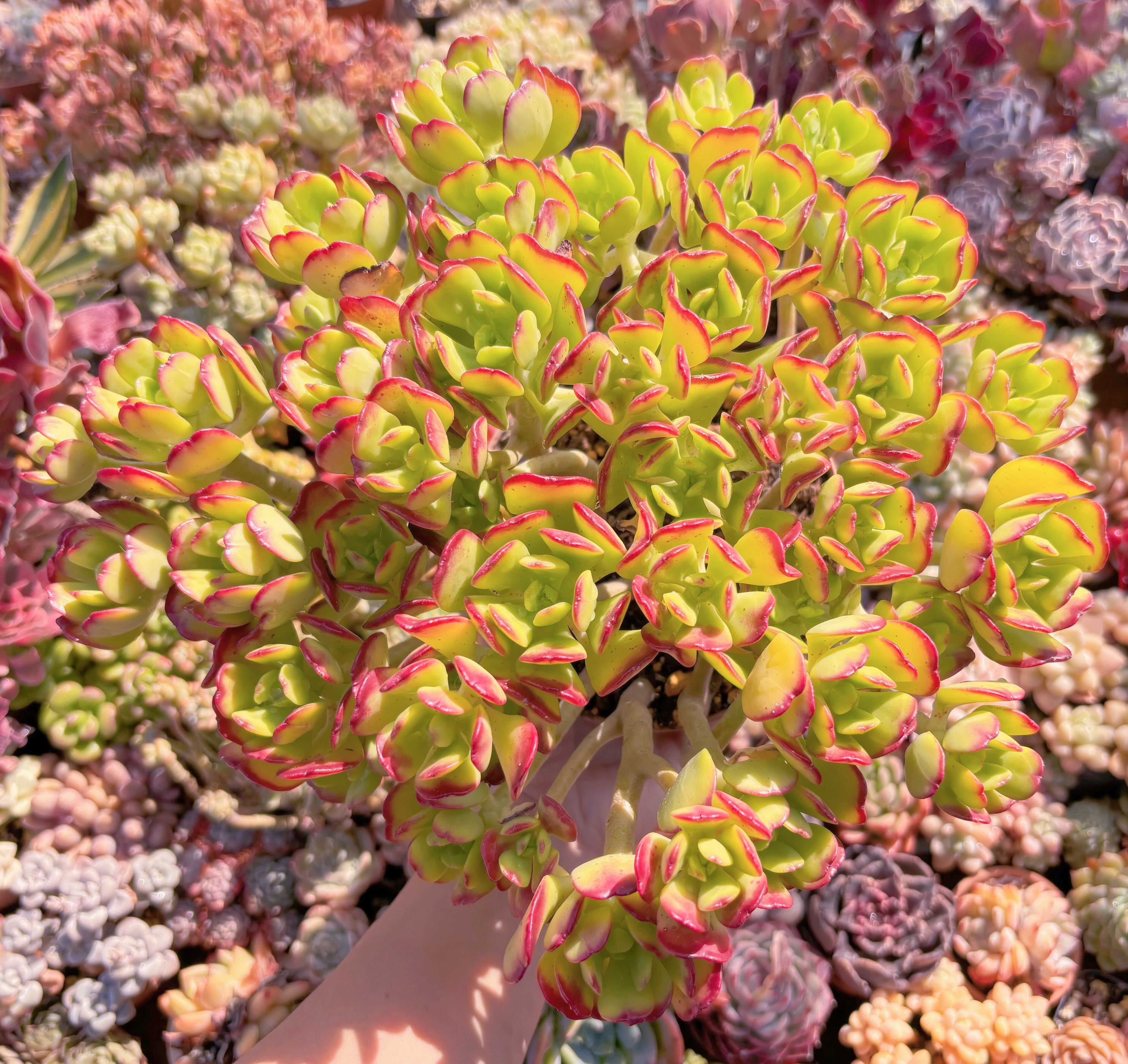 現品　宝珠#2183　特大　るる農園