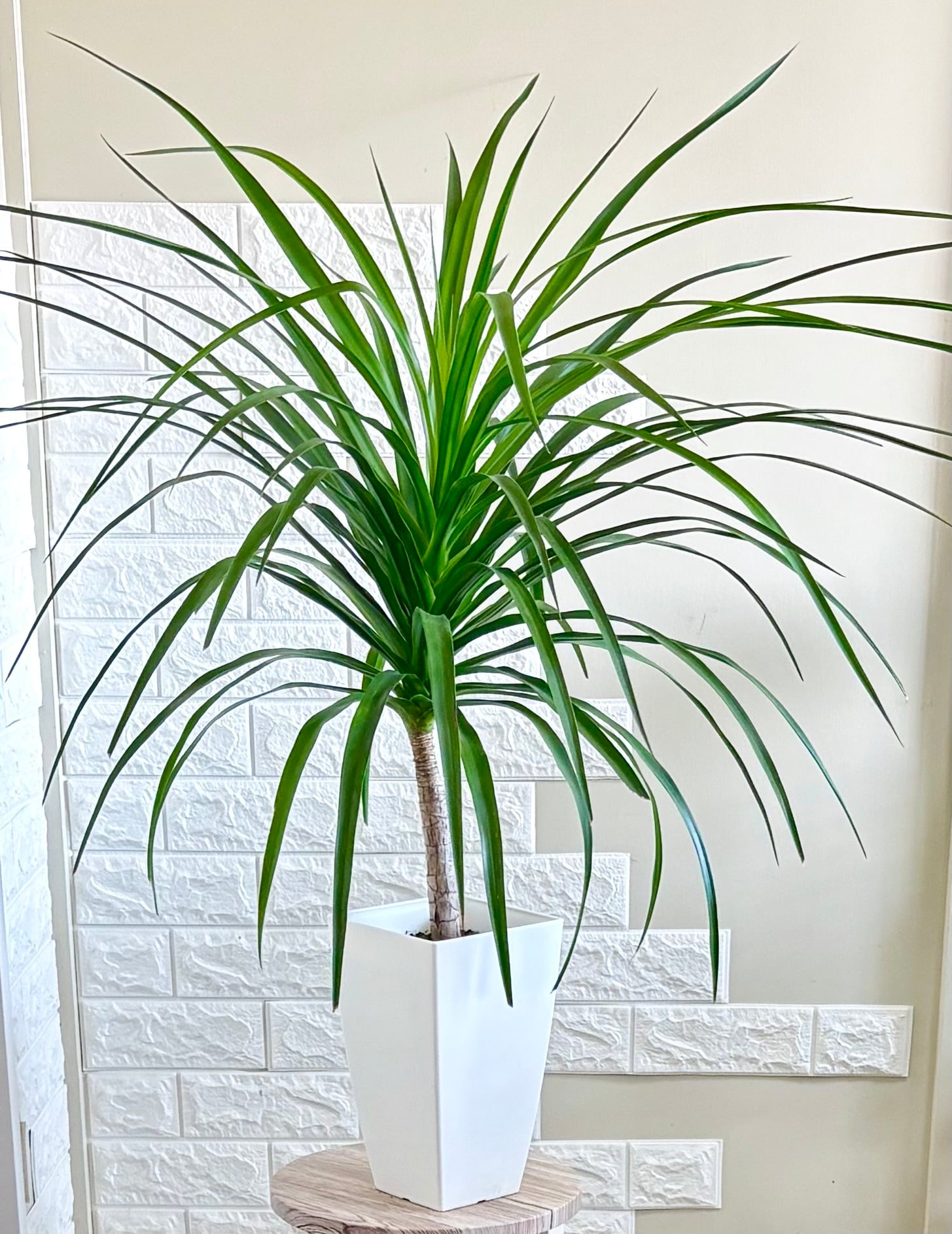 現品】フィロデンドロン クッカバラ 幹立ち 観葉植物 | 観葉植物のお店