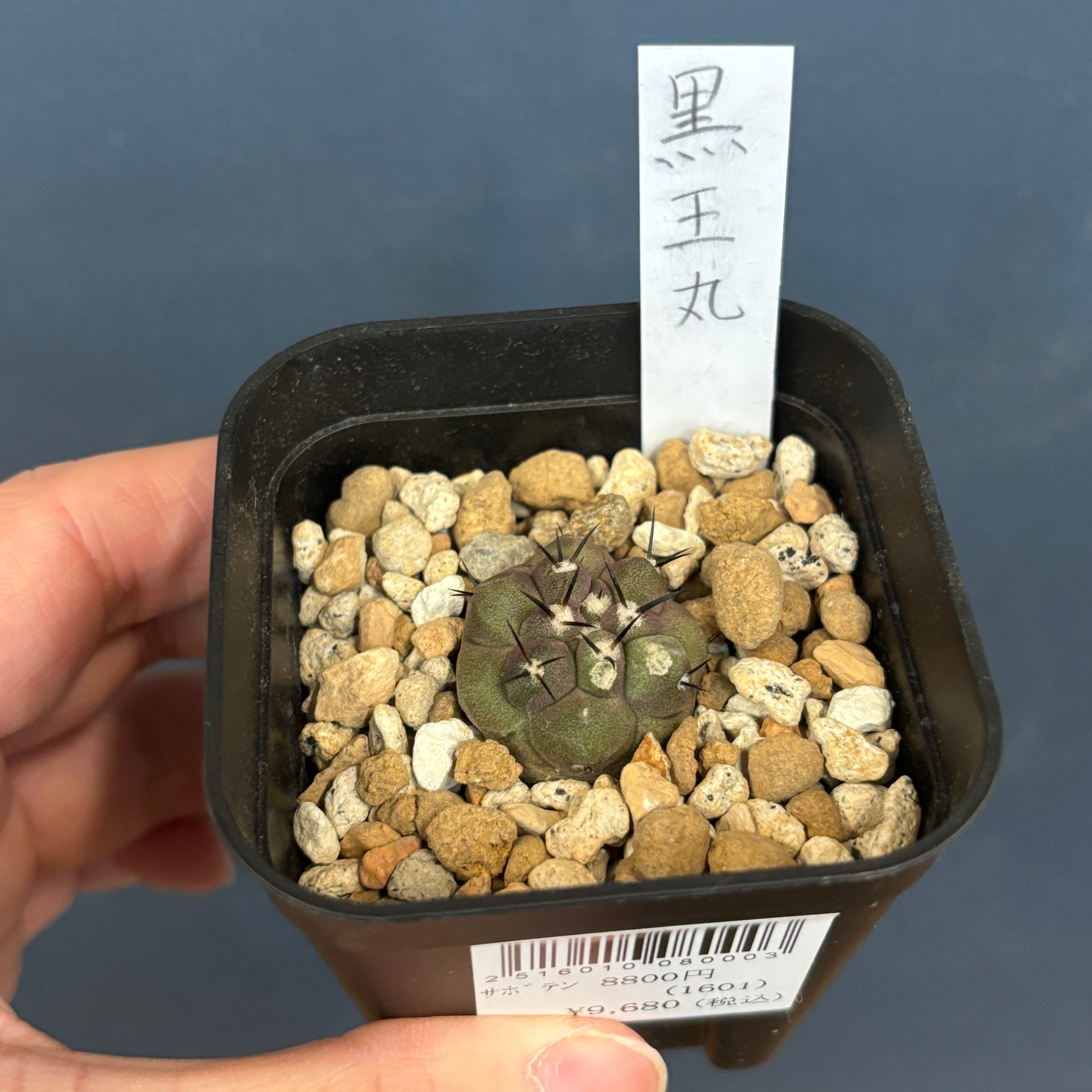 黒王丸 サボテン コピアポア 黒王丸【1010】 | PROTOLEAF プロトリーフ