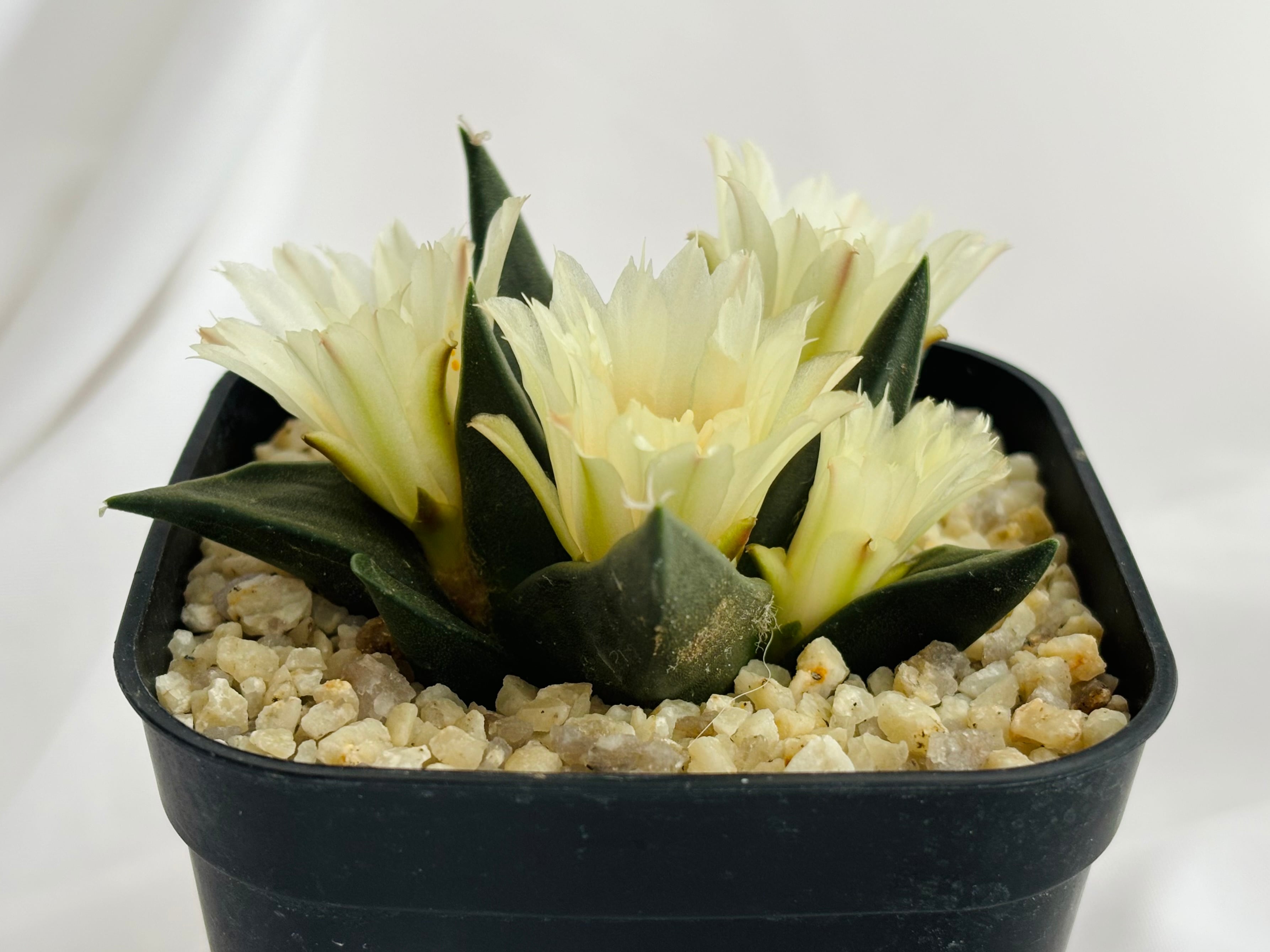Ariocarpus アリオカルプス | plants MARU ー 多肉植物 Ariocarpus アリオカルプス | plants MARU ー 多肉植物