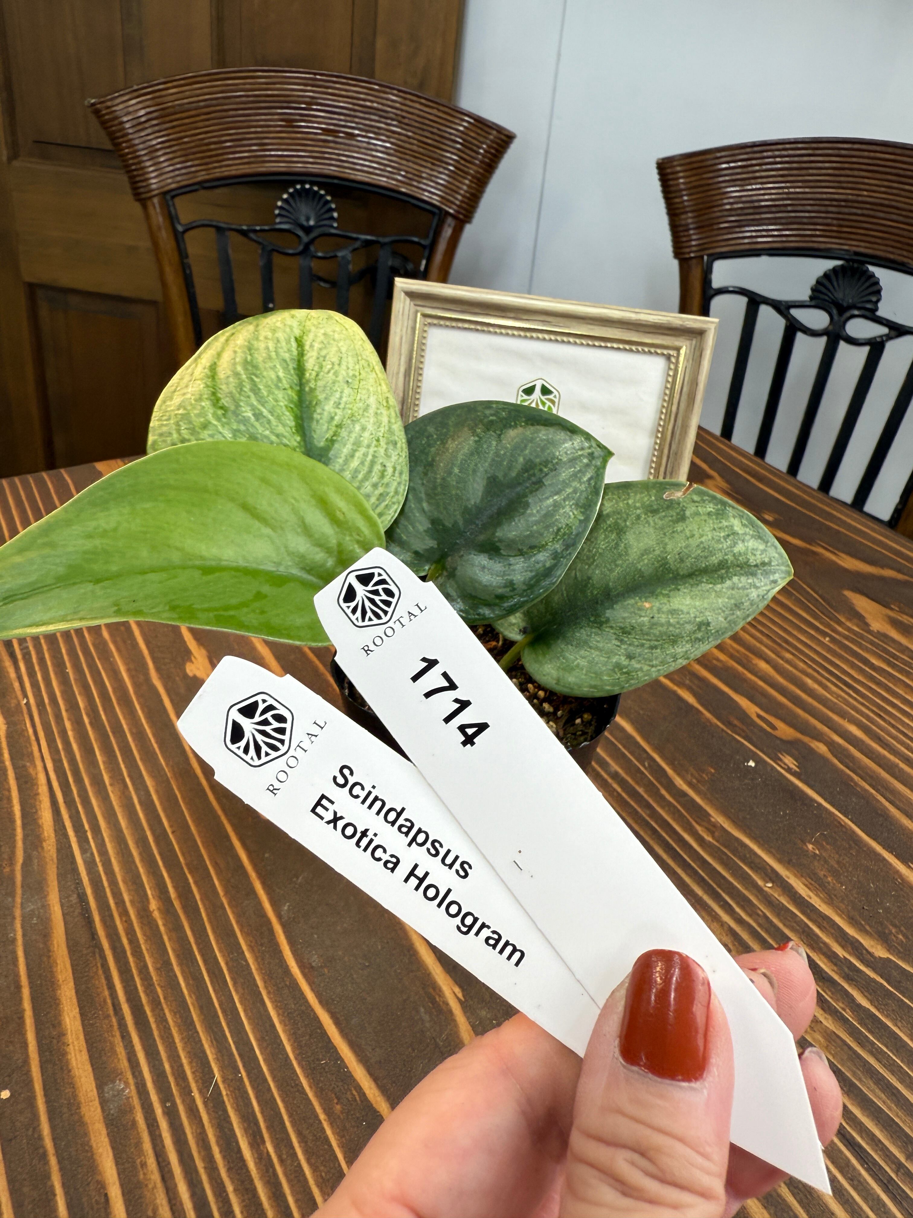 超希少　斑入りオヒルギ 斑入り | ROOTALPLANTS