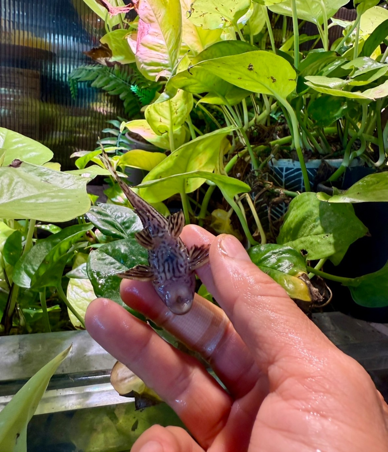 ワイルド・プラチナロイヤルプレコ・シングー - 4