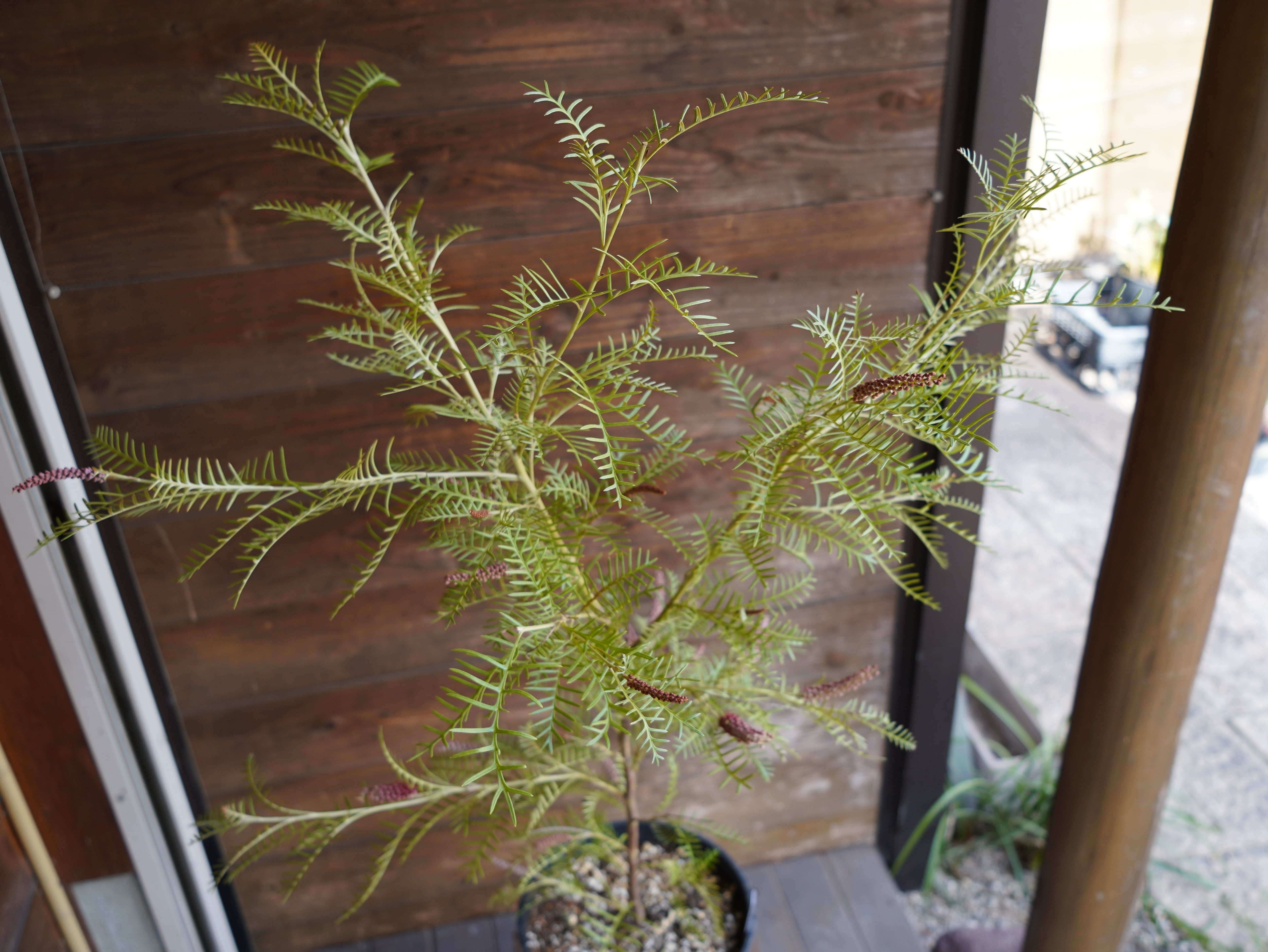 【現物】グレビレア　"アイバンホー"