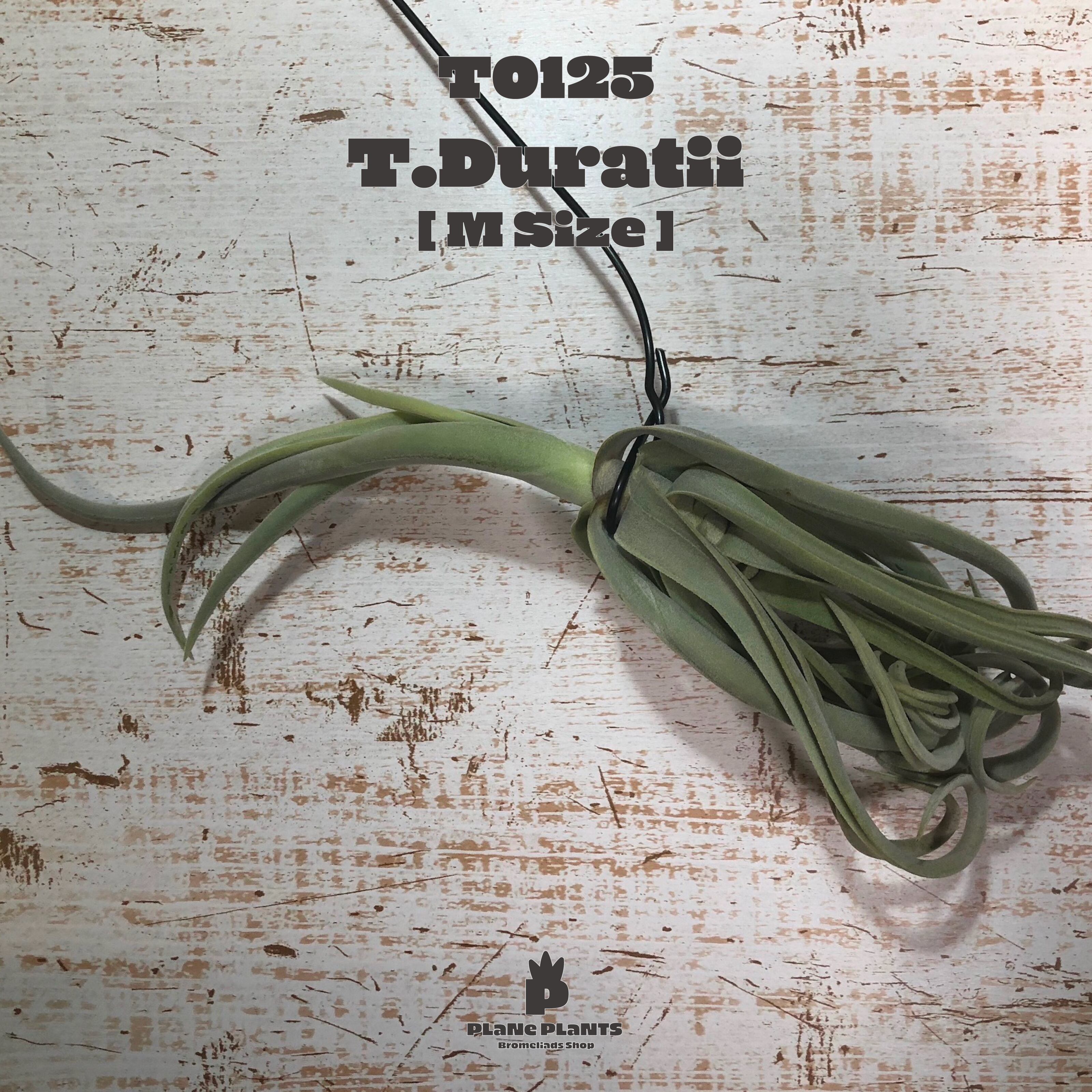 【request】ドゥラティM〔エアプランツ〕現品発送T0125