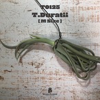 【request】ドゥラティM〔エアプランツ〕現品発送T0125