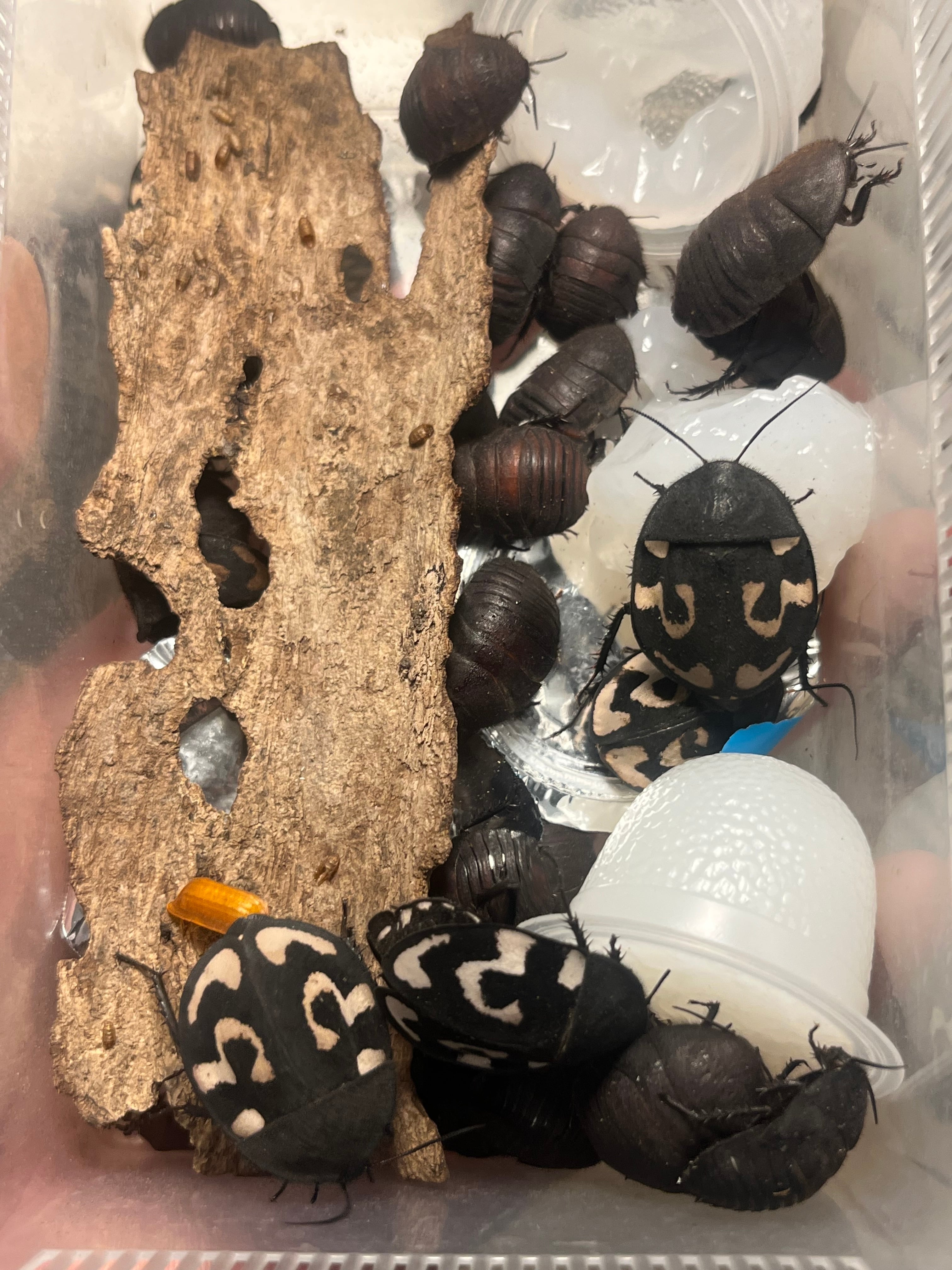 14mm♂】クワガタモドキゴミムシダマシ Calognathus chevrolati 昆虫