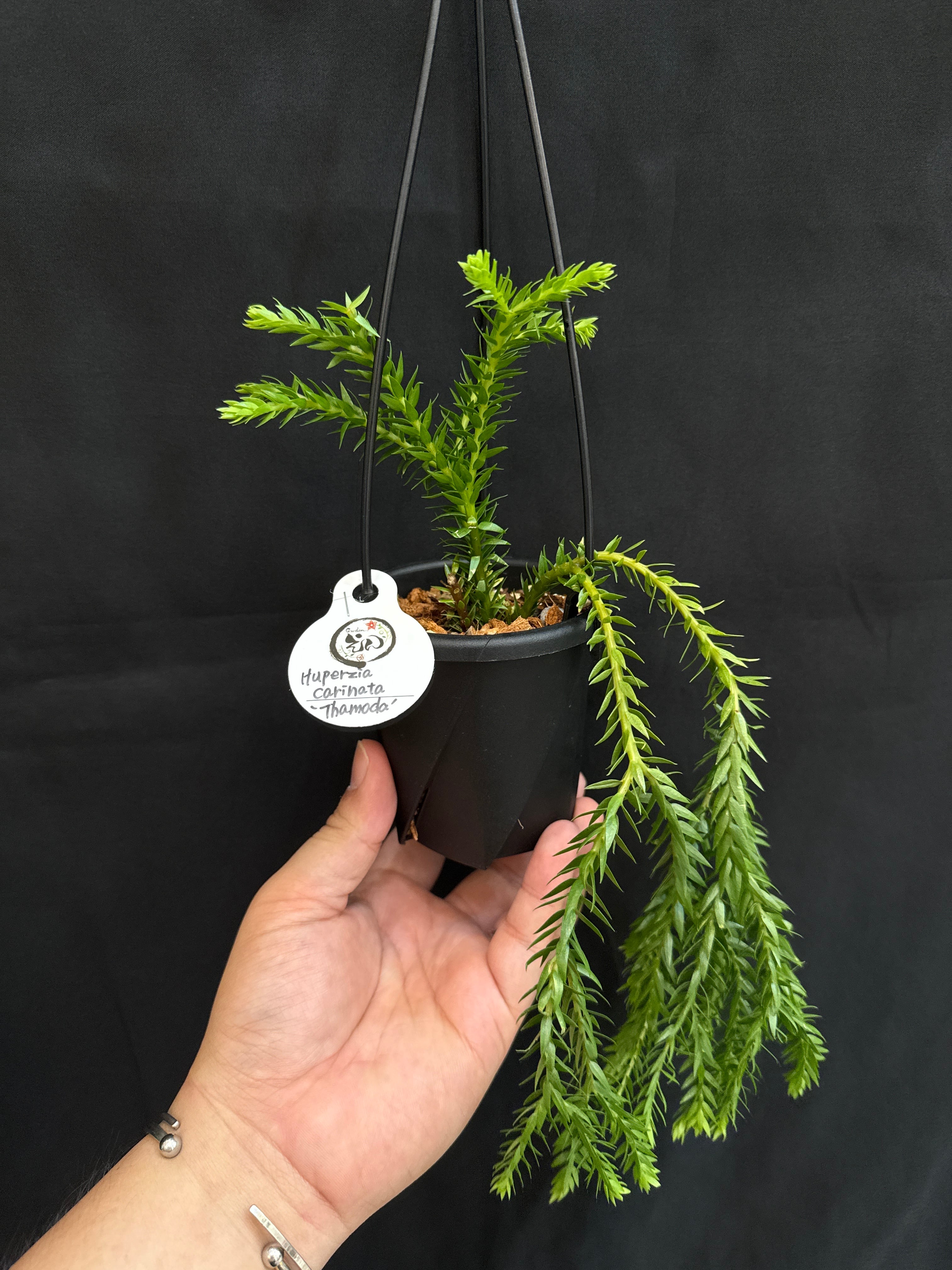② 希少 フペルジア カリナータ 'サモダ' | Gardenえん 【観葉熱帯植物】