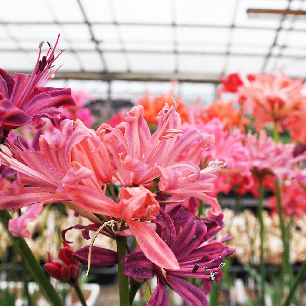 横山直樹さんから届くこだわりのダイヤモンドリリー 人気品種 3本セット 送料込み よいはな Yoihana 最高品質のお花をお届けするネット通販