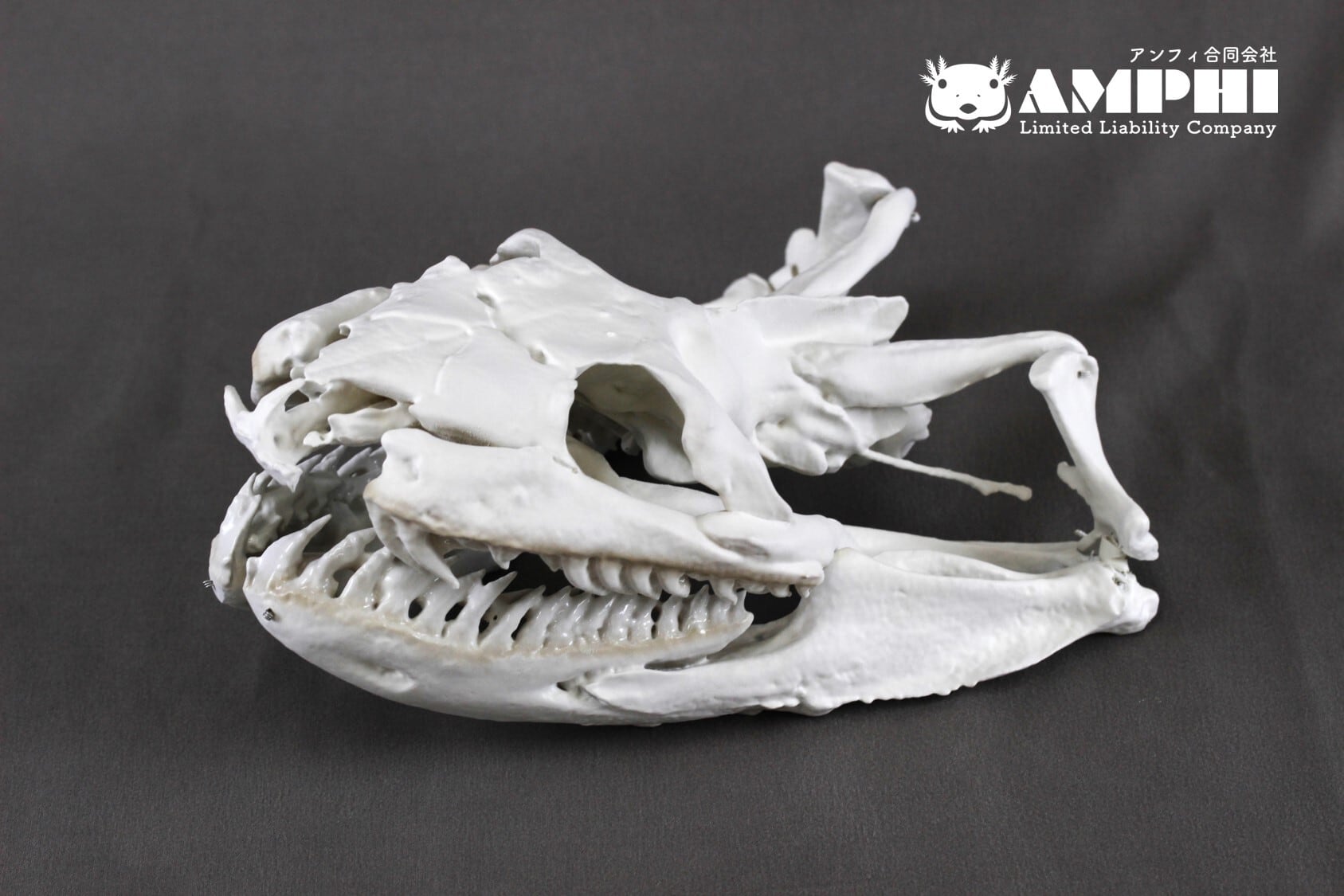 オオアナコンダ 原寸大頭骨レプリカ【21㎝】 | アンフィ合同会社