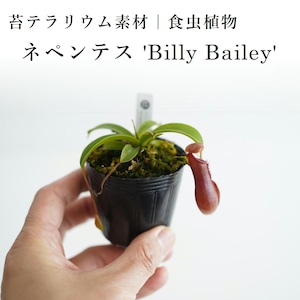 ネペンテス 'Billy Bailey'【食虫植物】　苔テラリウム作製用素材