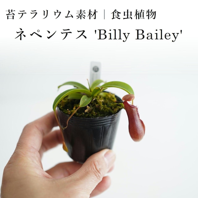 ネペンテス 'Billy Bailey'【食虫植物】　苔テラリウム作製用素材