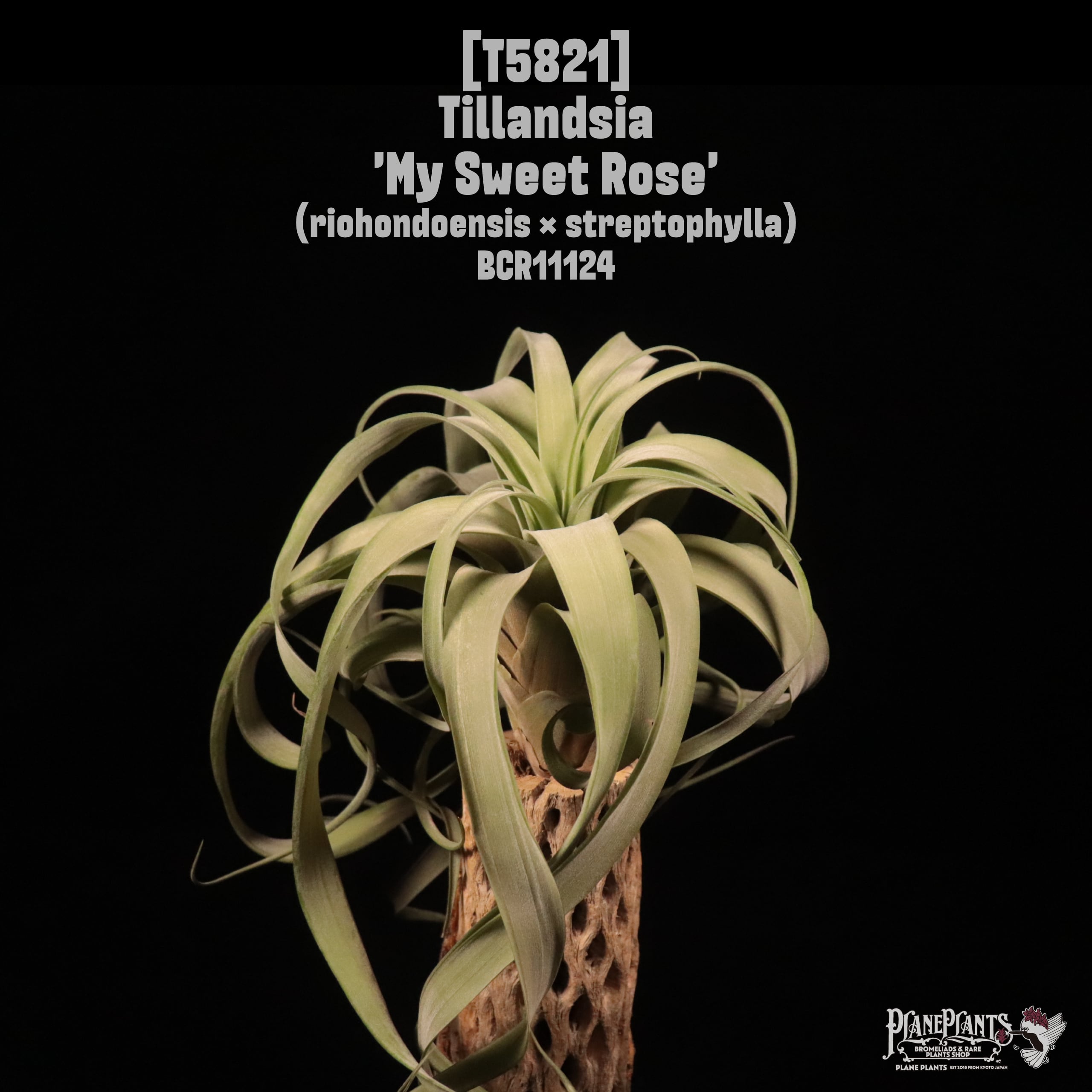 Tillandsia 'My Sweet Rose'〔ティランジア〕T5821 | plane plants
