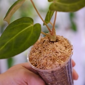 アンスリウム・ミシェル × エースオブスペード / Anthurium 'Michelle'× A. Ace of Spade⑤│観葉植物