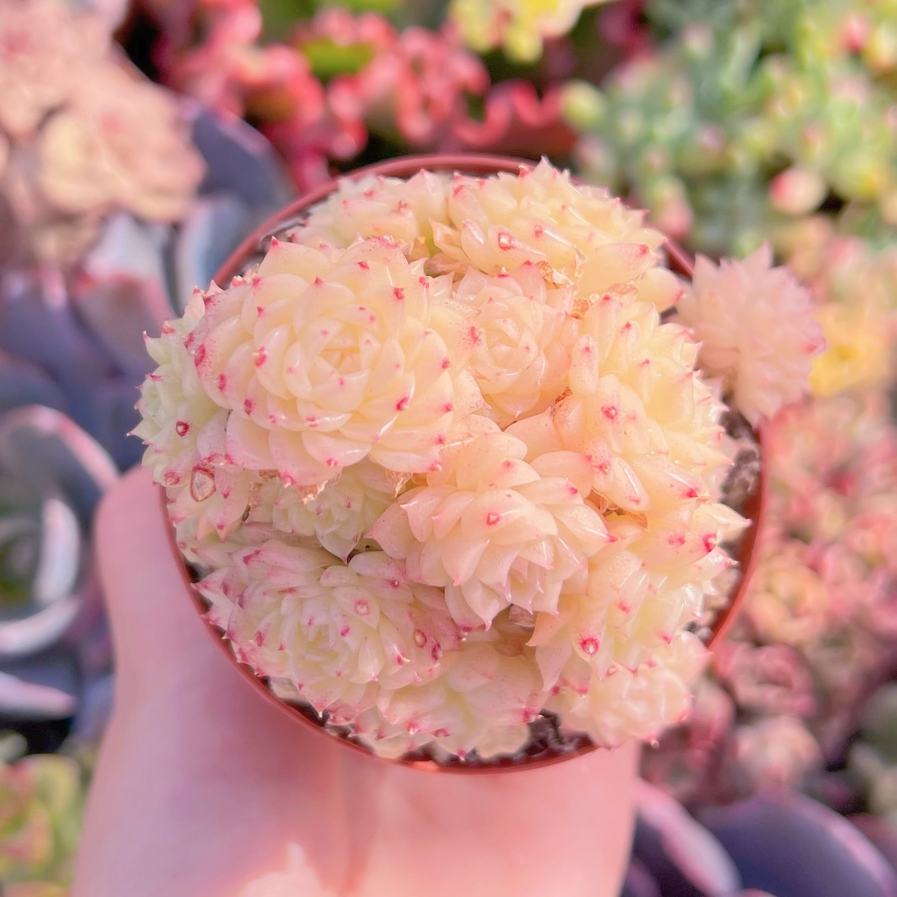 現品　レッドフラミンゴ#2215　群生　るる農園