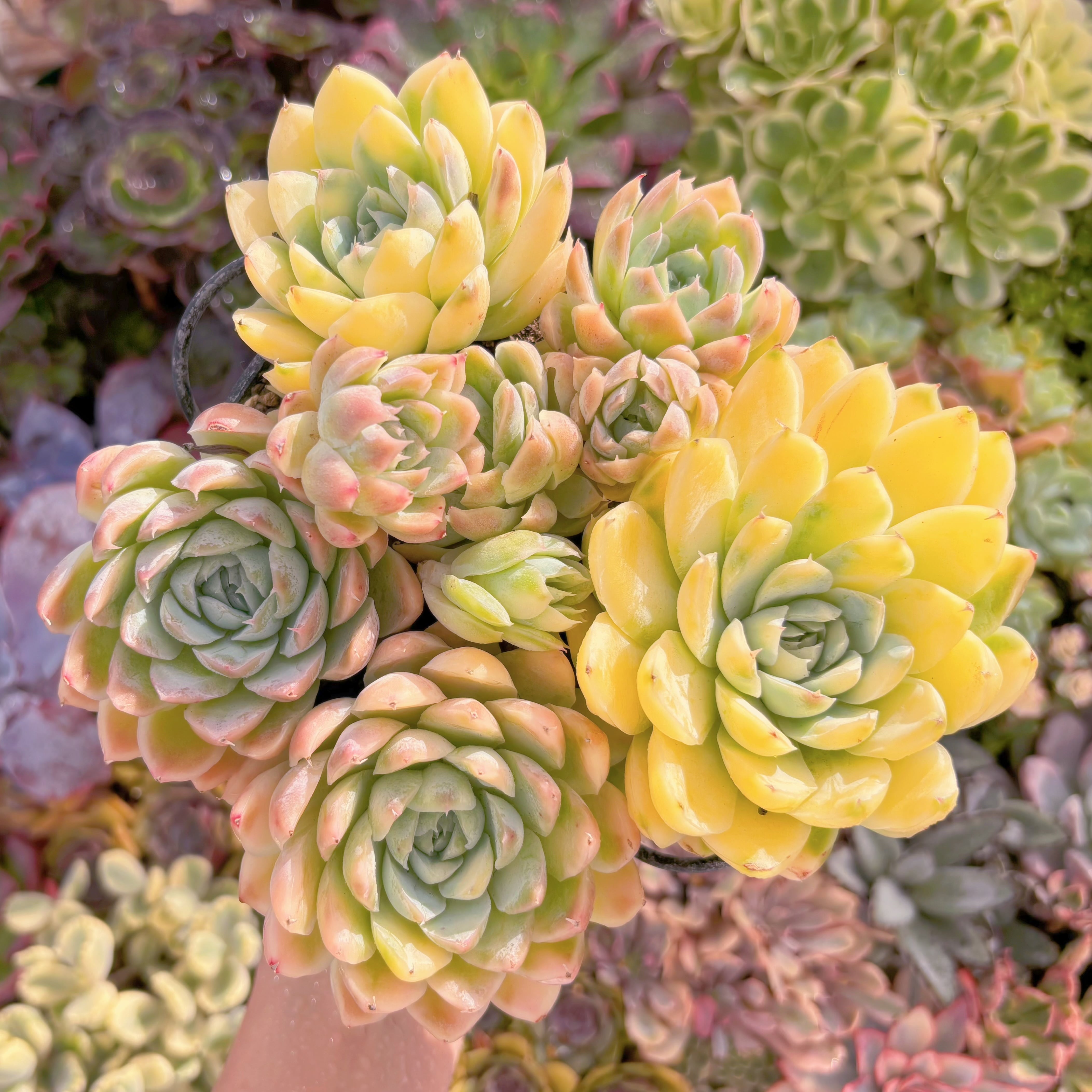 現品　ピンクヒューミリス錦#061　新入荷　るる農園